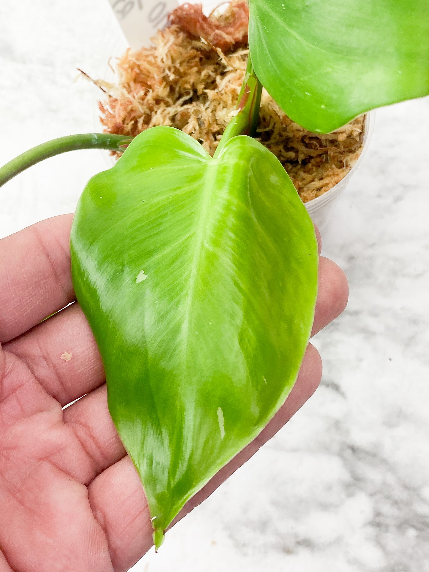 Philodendron White Princess Slightly Rooted Top Cutting 3 leaves