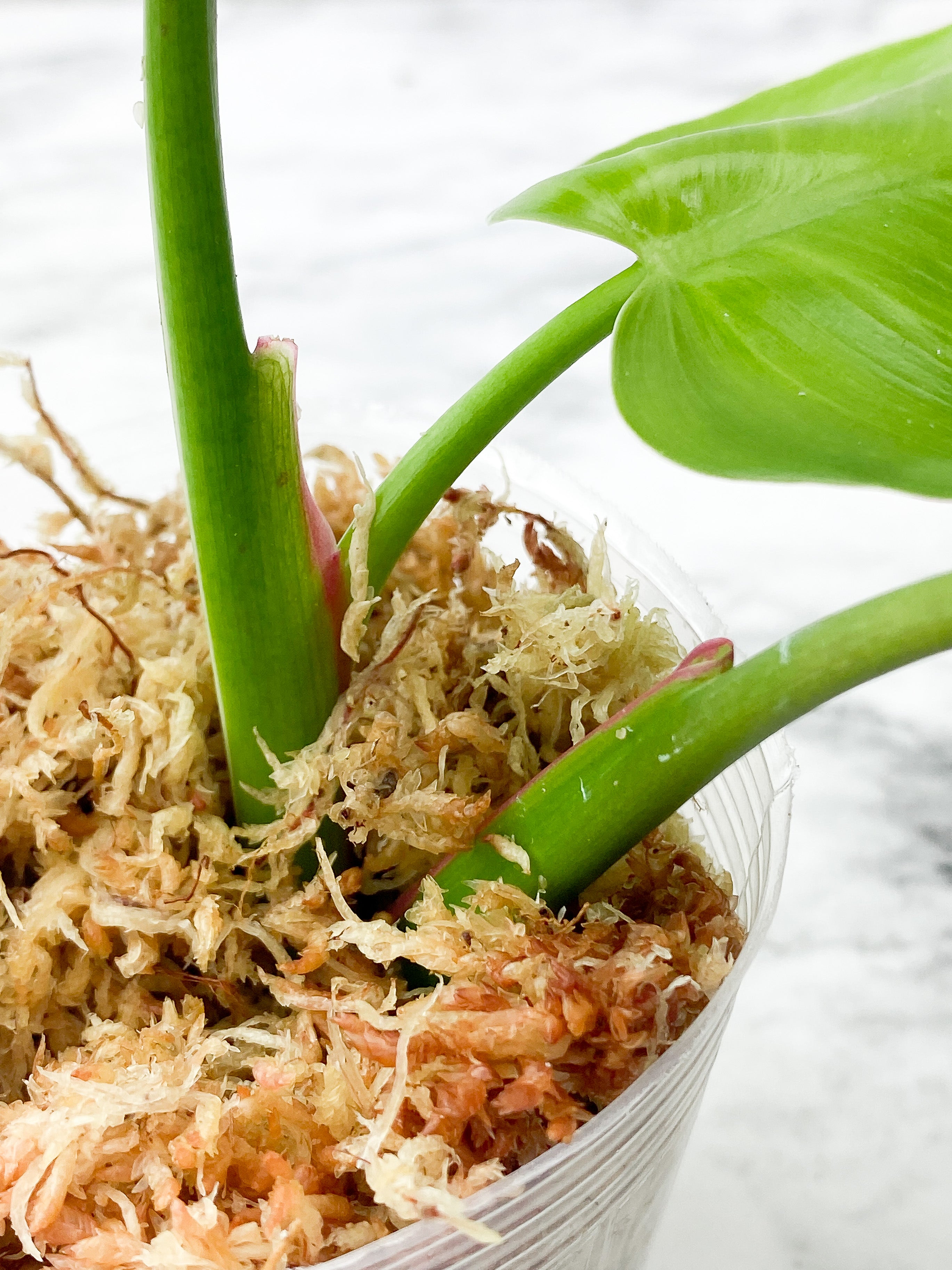 Philodendron White Princess Slightly Rooted Top Cutting 3 leaves