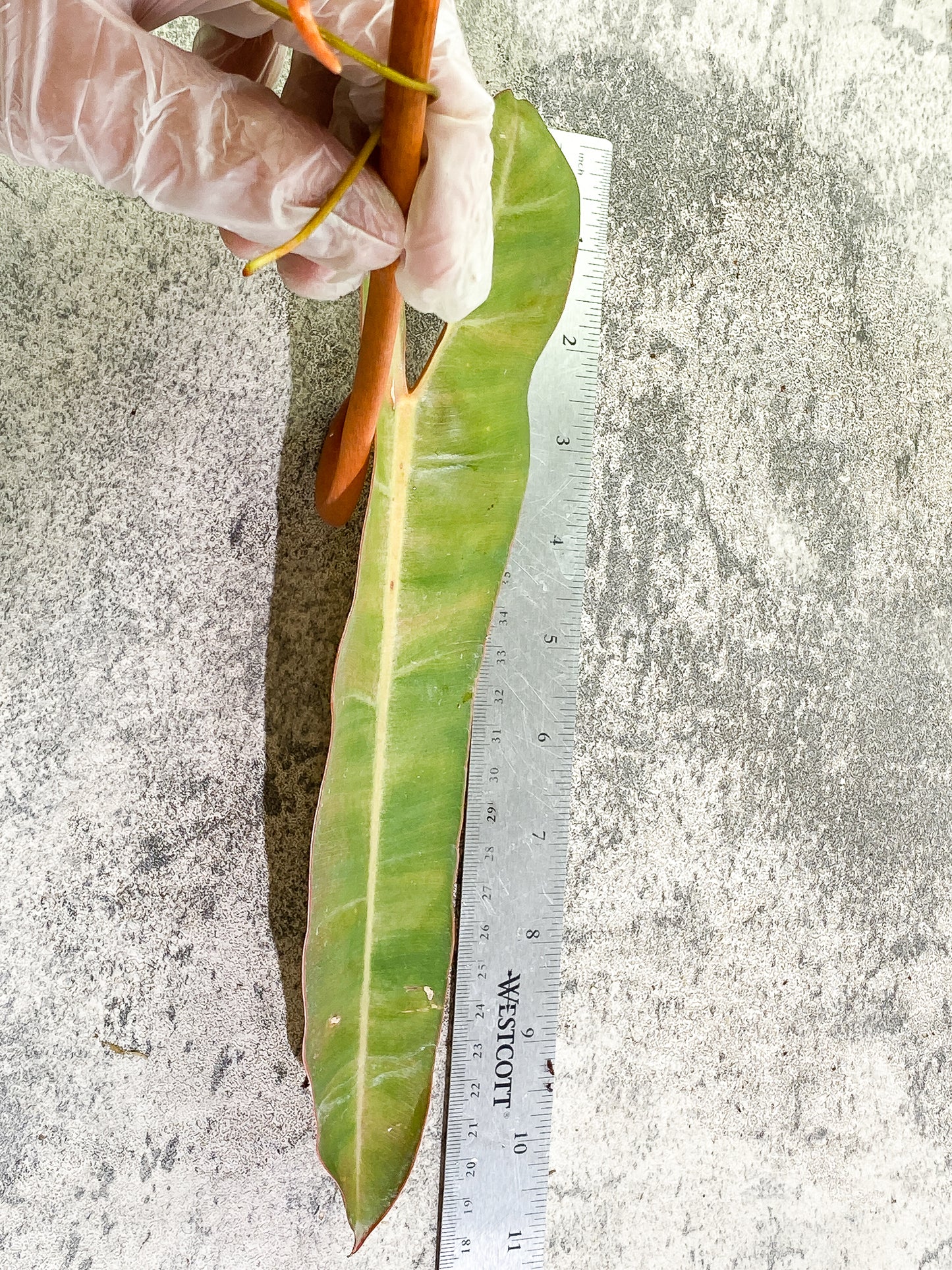 Philodendron Billitiae, 1 11in leaf, 1 sprout rooting