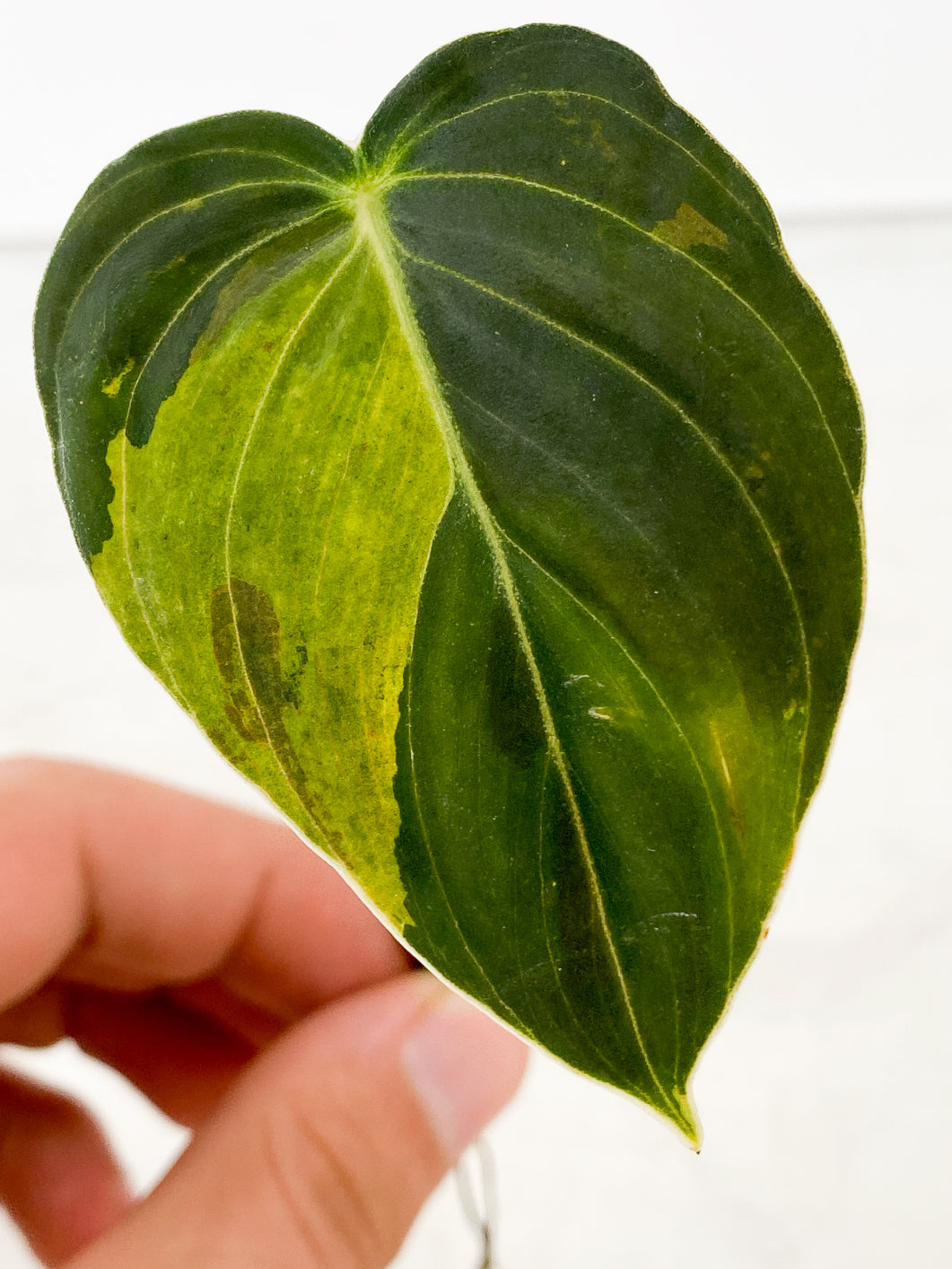Philodendron Melanochrysum Variegated 1 leaf 3 extra nodes