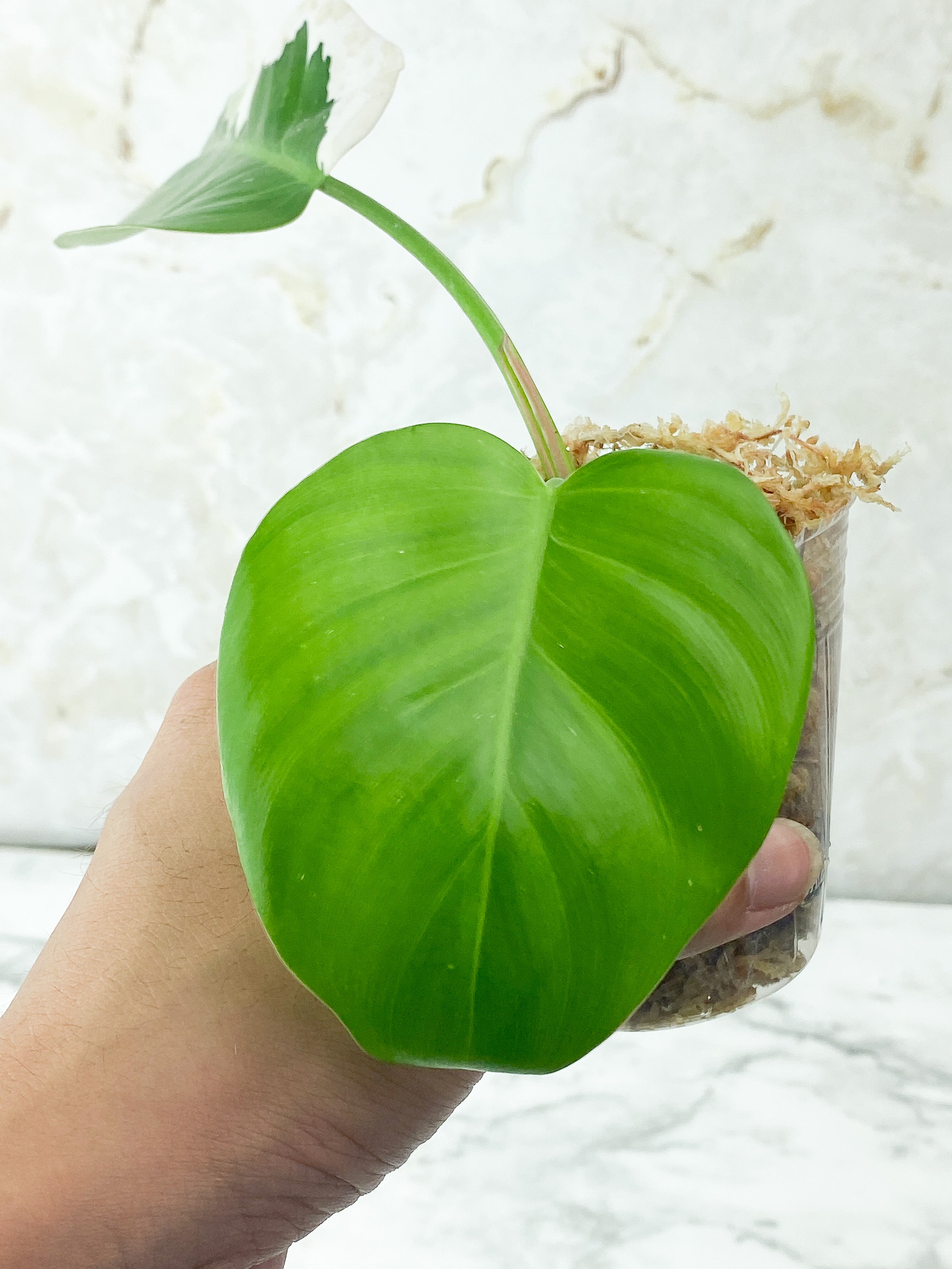 Reserved: Philodendron White Princess Rooting Cutting 2 leaves