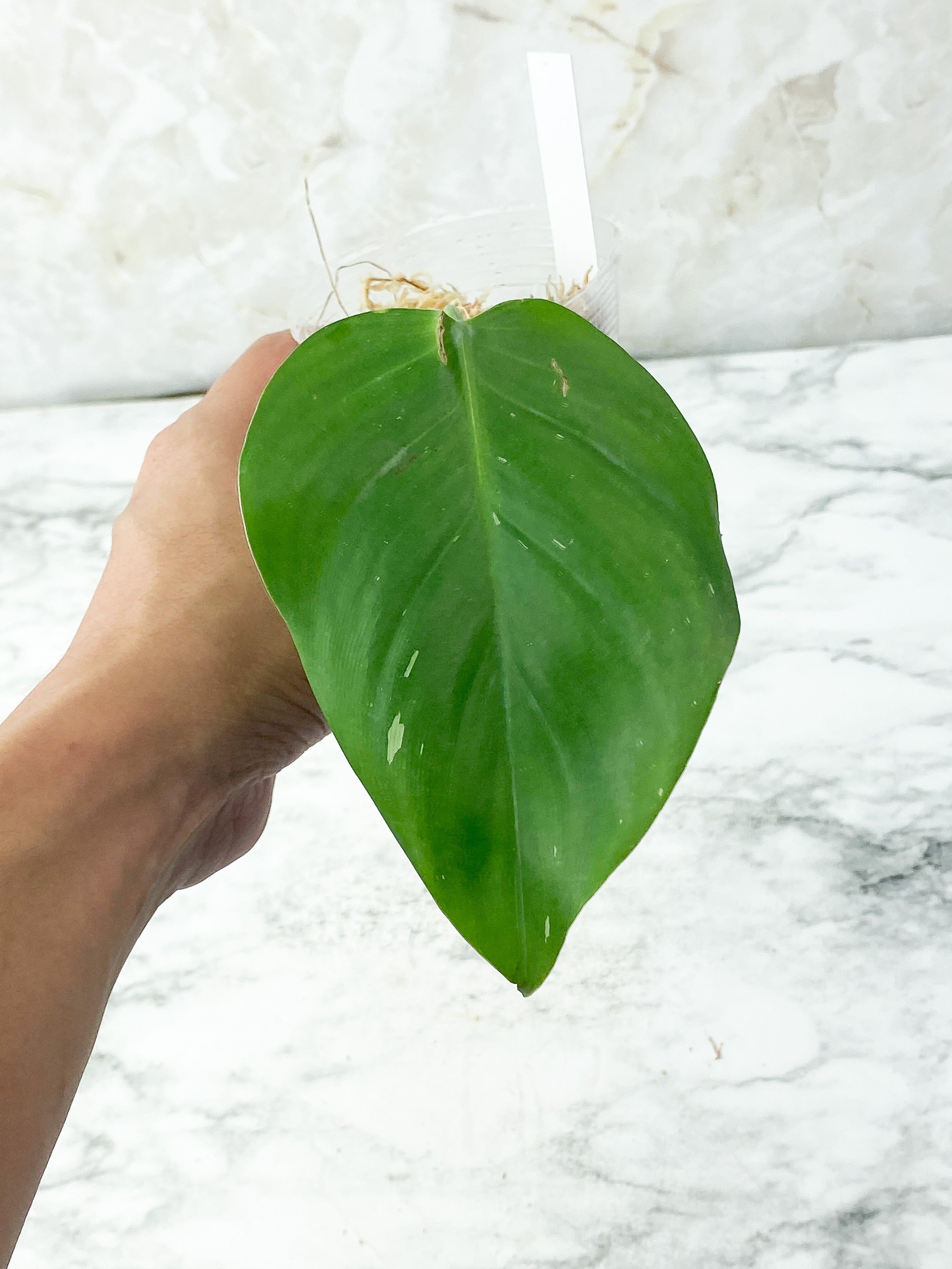 Philodendron White Princess Slightly Rooted Cutting 1 leaf, 1 sprout