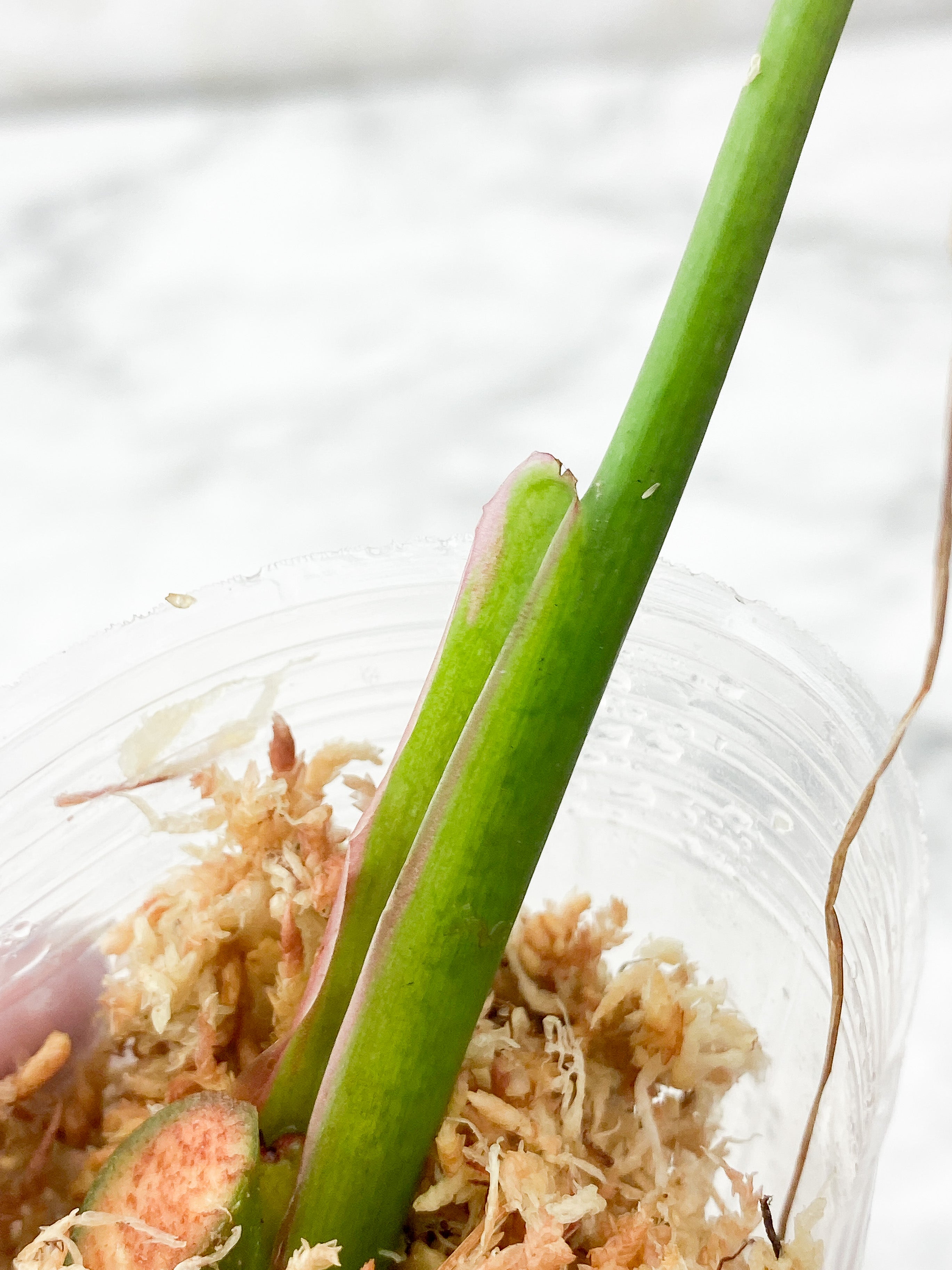 Philodendron White Princess Slightly Rooted Cutting 1 leaf, 1 sprout
