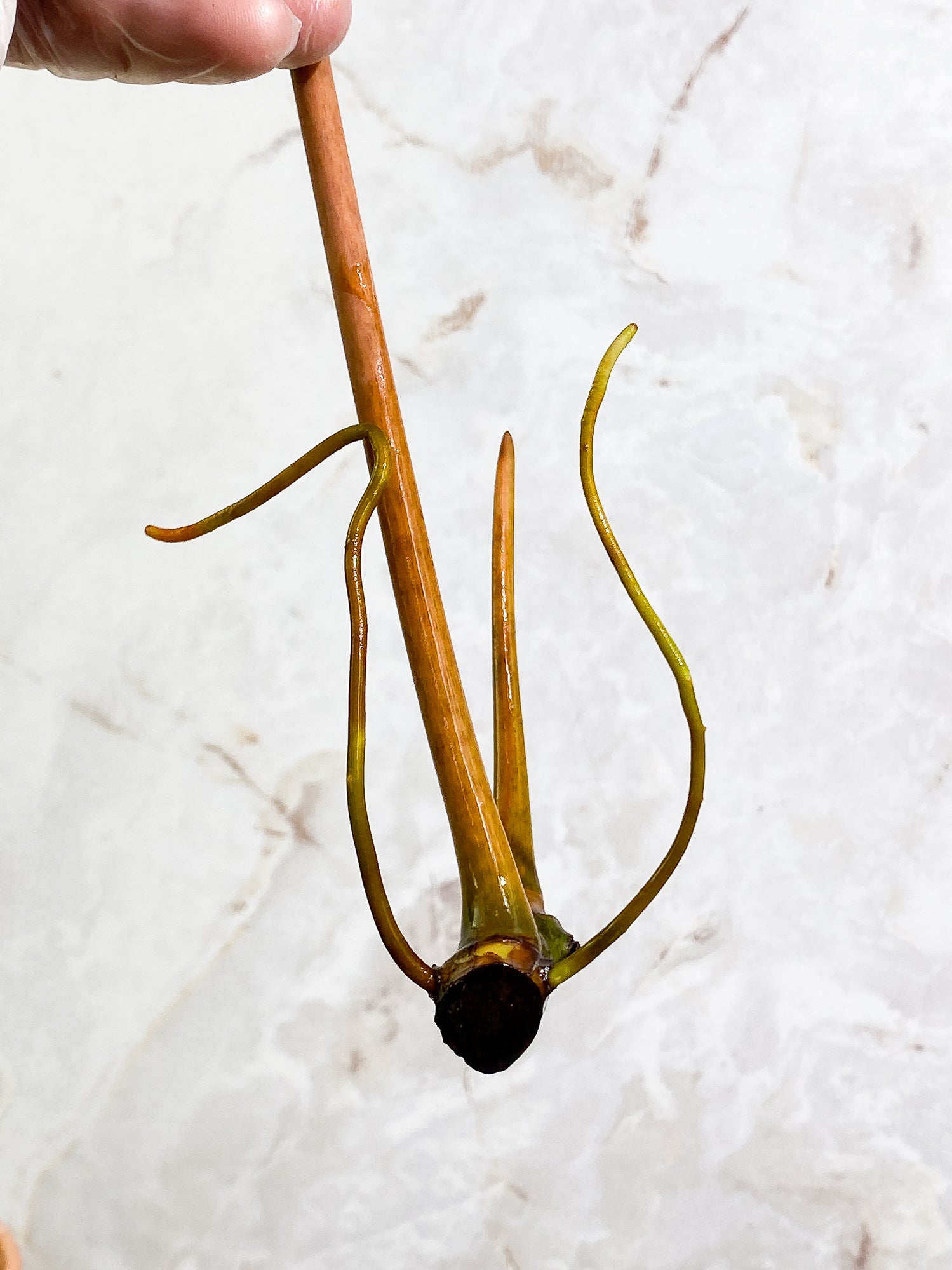 Philodendron Billitiae, 1 sprout rooting