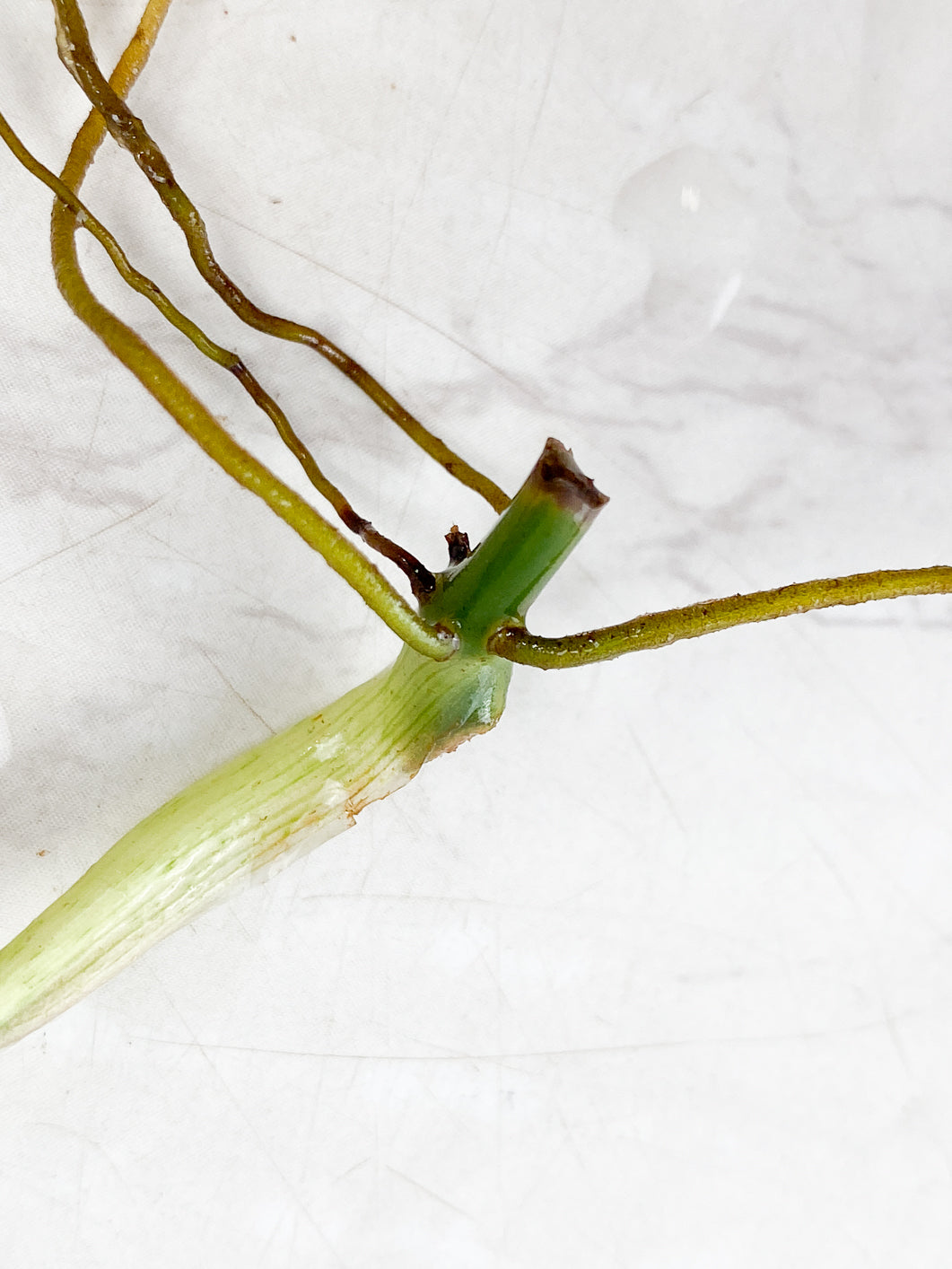 Philodendron Melanochrysum Variegated node