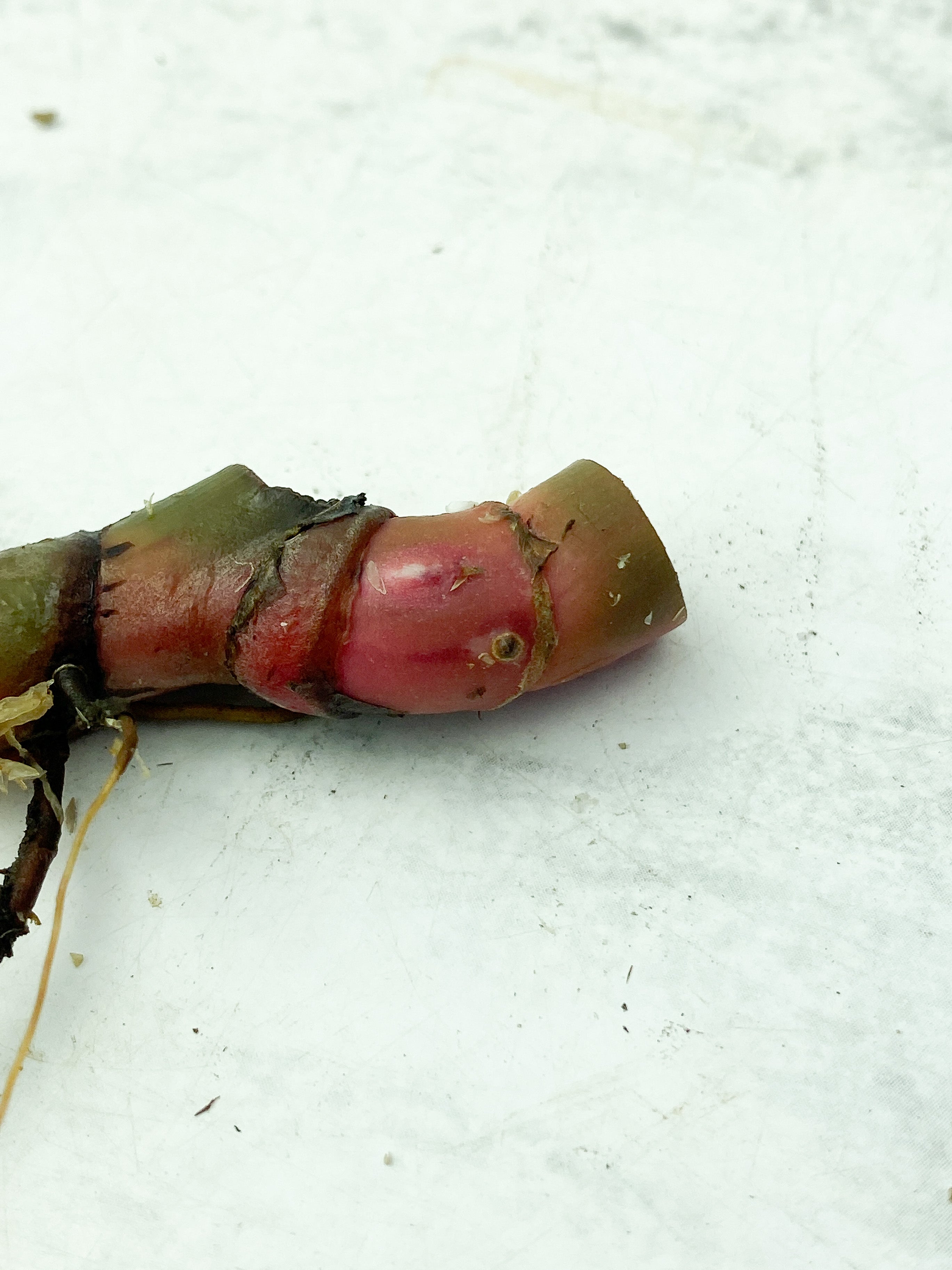 Reserved: Philodendron White Knight Slightly Rooting Triple Node
