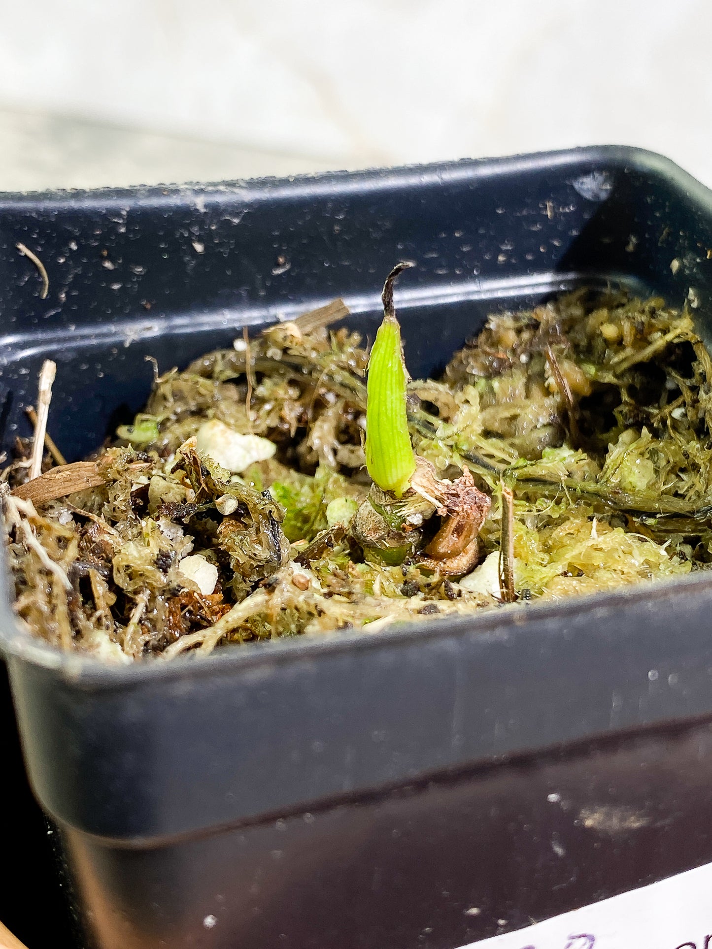 Philodendron Tortum rooted sprout