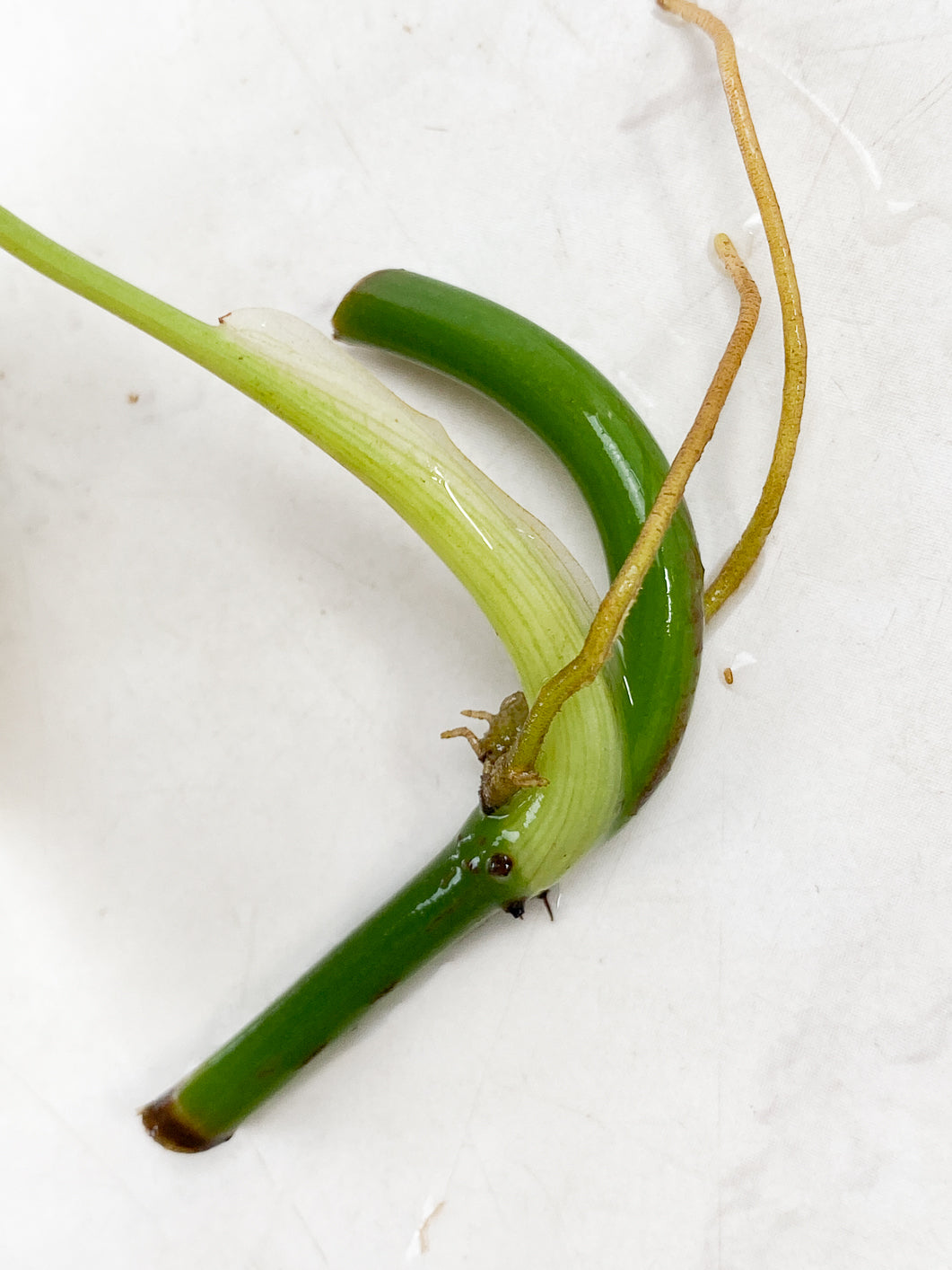 Philodendron Melanochrysum Variegated node