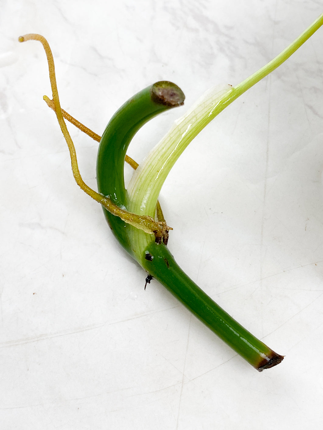 Philodendron Melanochrysum Variegated node