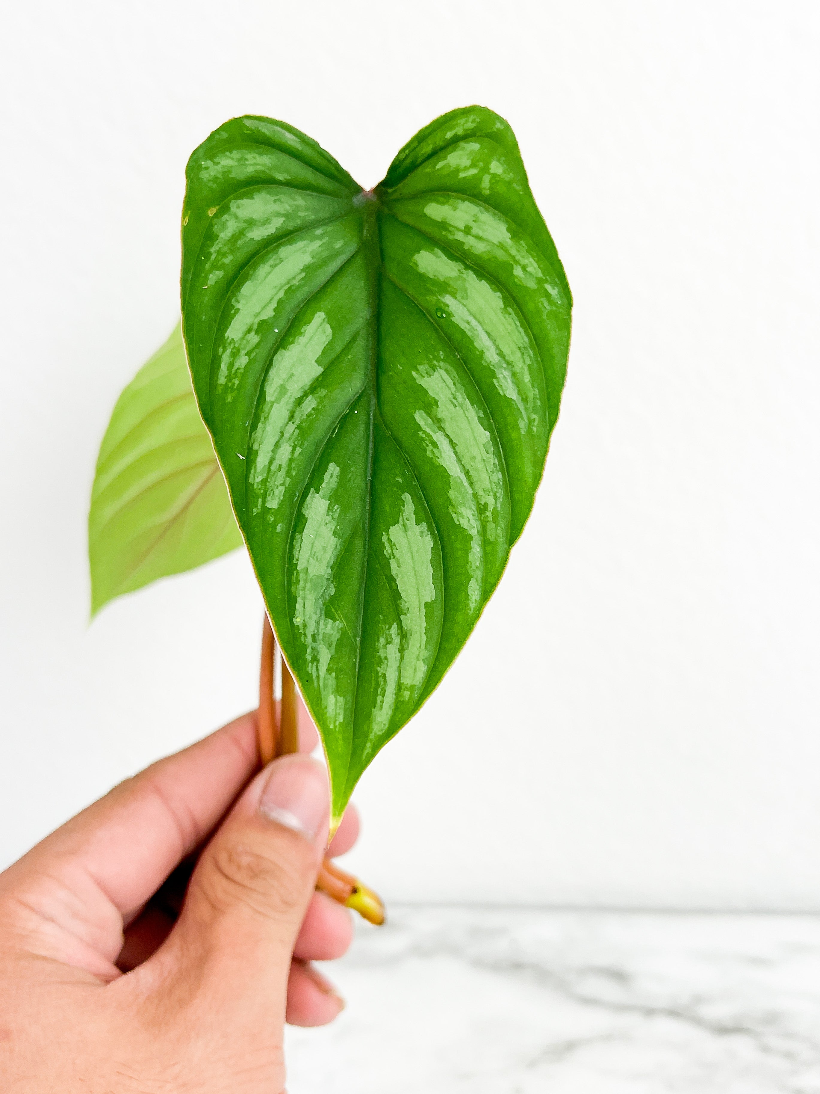 Philodendron mamei silver cloud top cutting rooting 2 leaves