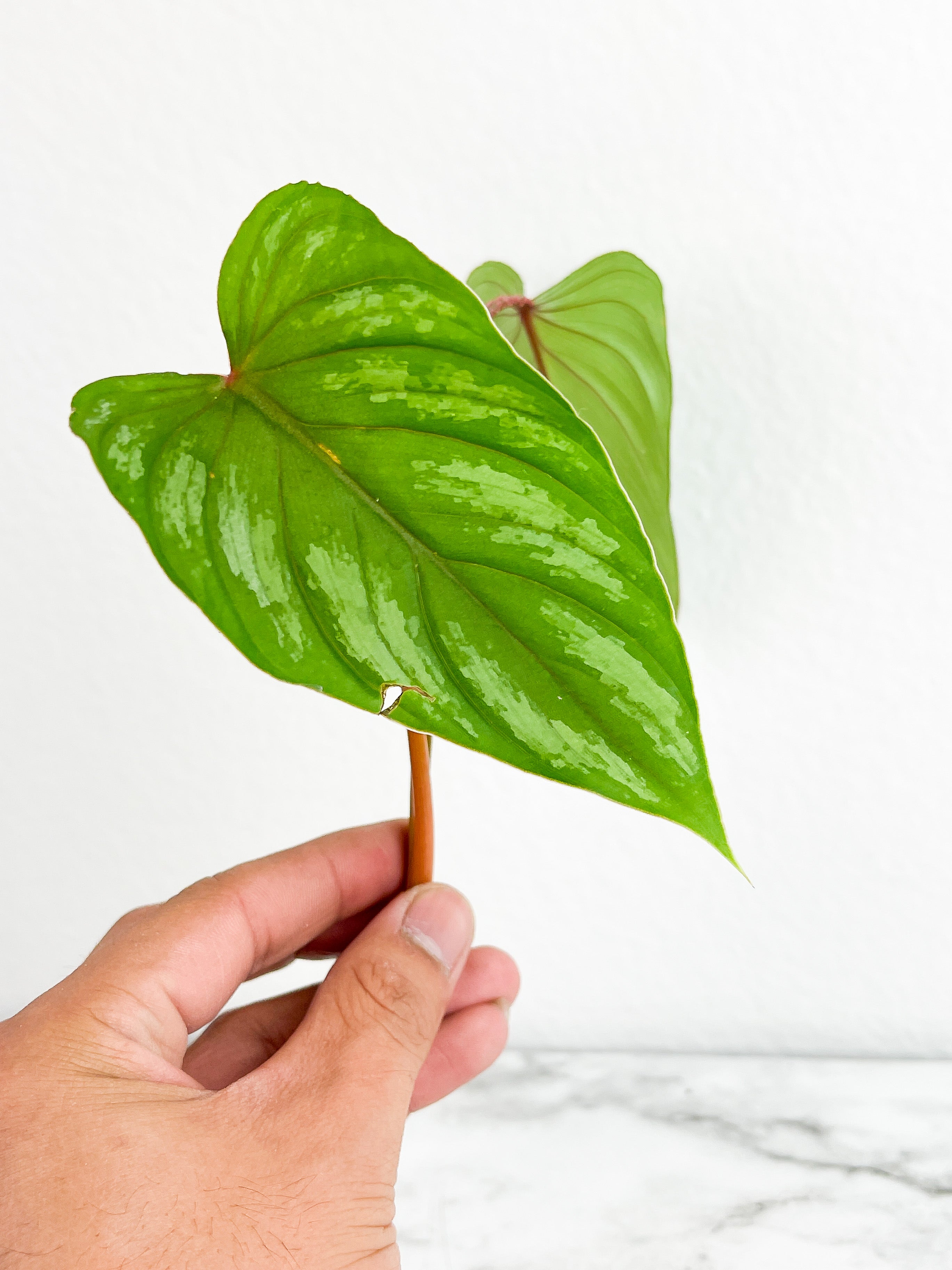 Philodendron mamei silver cloud top cutting rooting 2 leaves