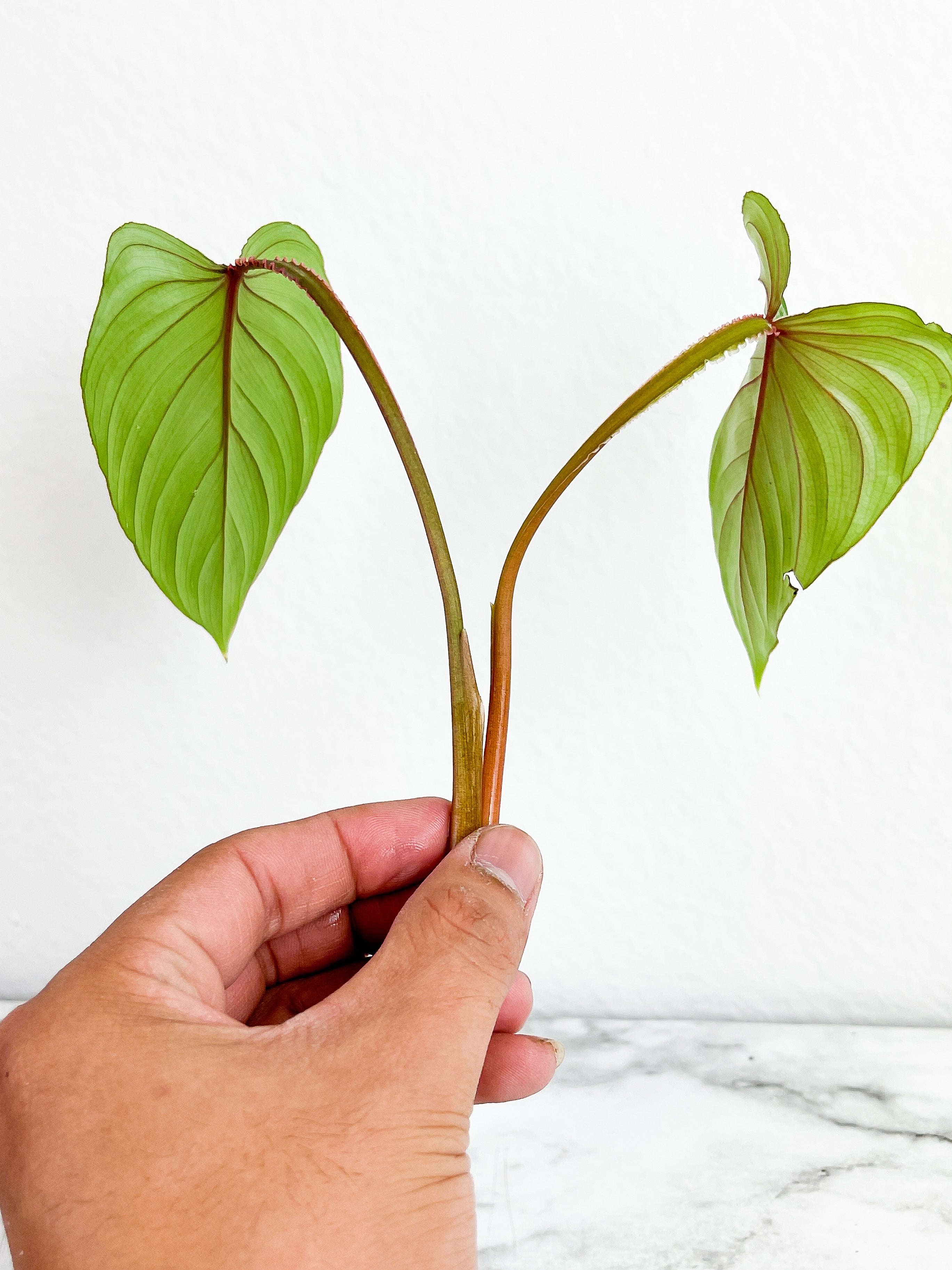 Philodendron mamei silver cloud top cutting rooting 2 leaves