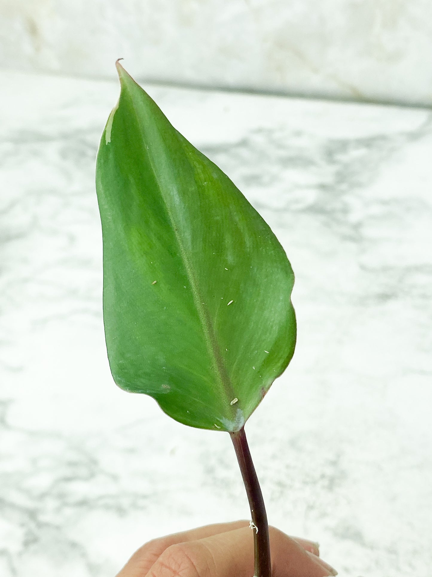 Reserved: Philodendron White Knight Slightly Rooted cutting