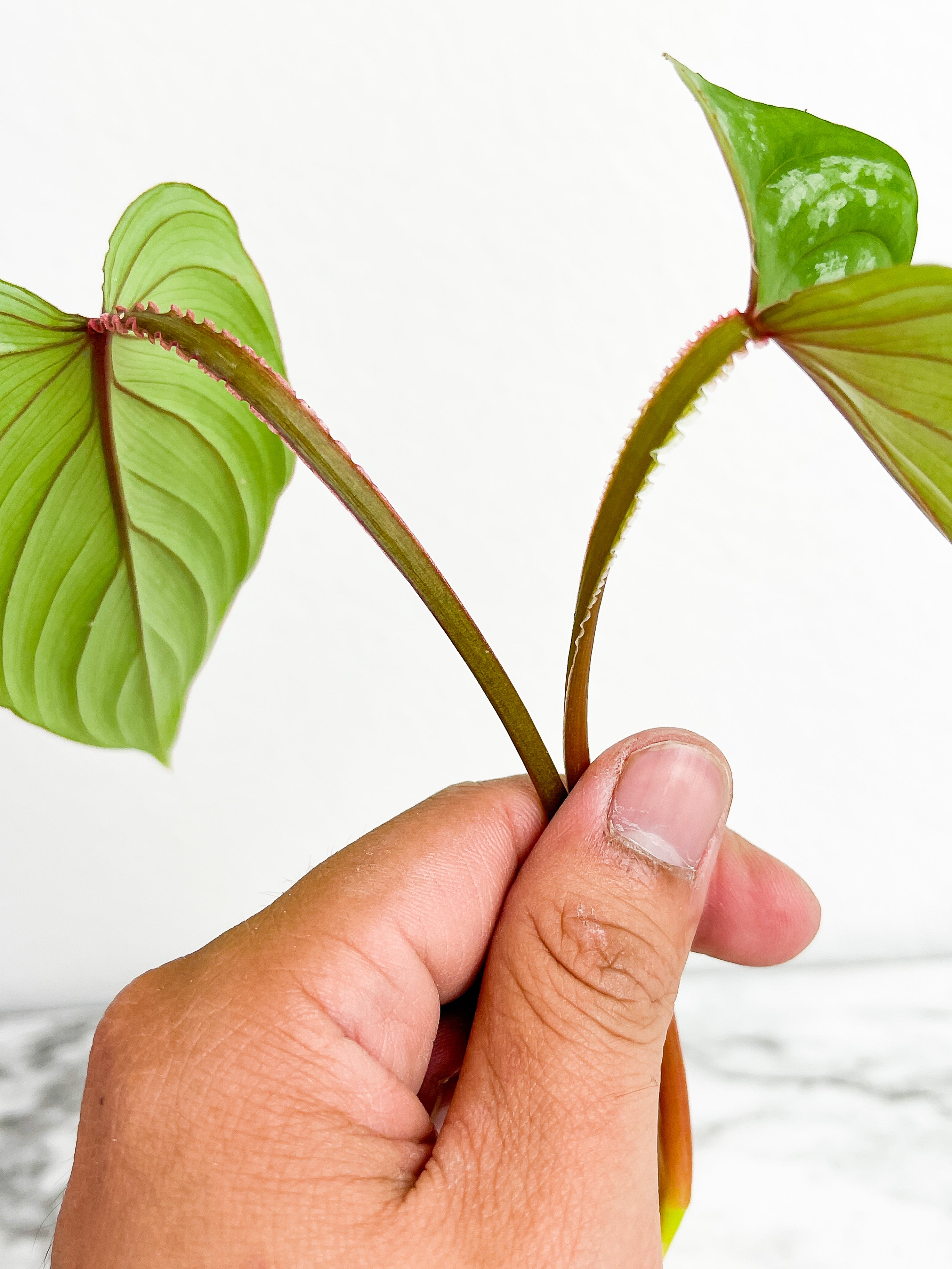 Philodendron mamei silver cloud top cutting rooting 2 leaves