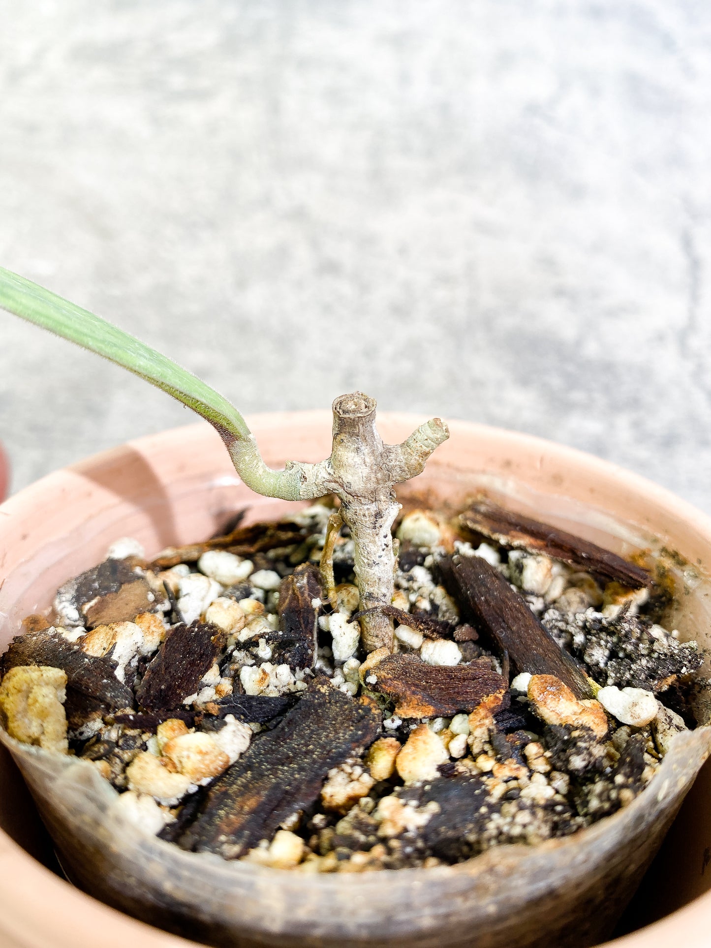 Hoya Tanggamus 1 leaf fully rooted