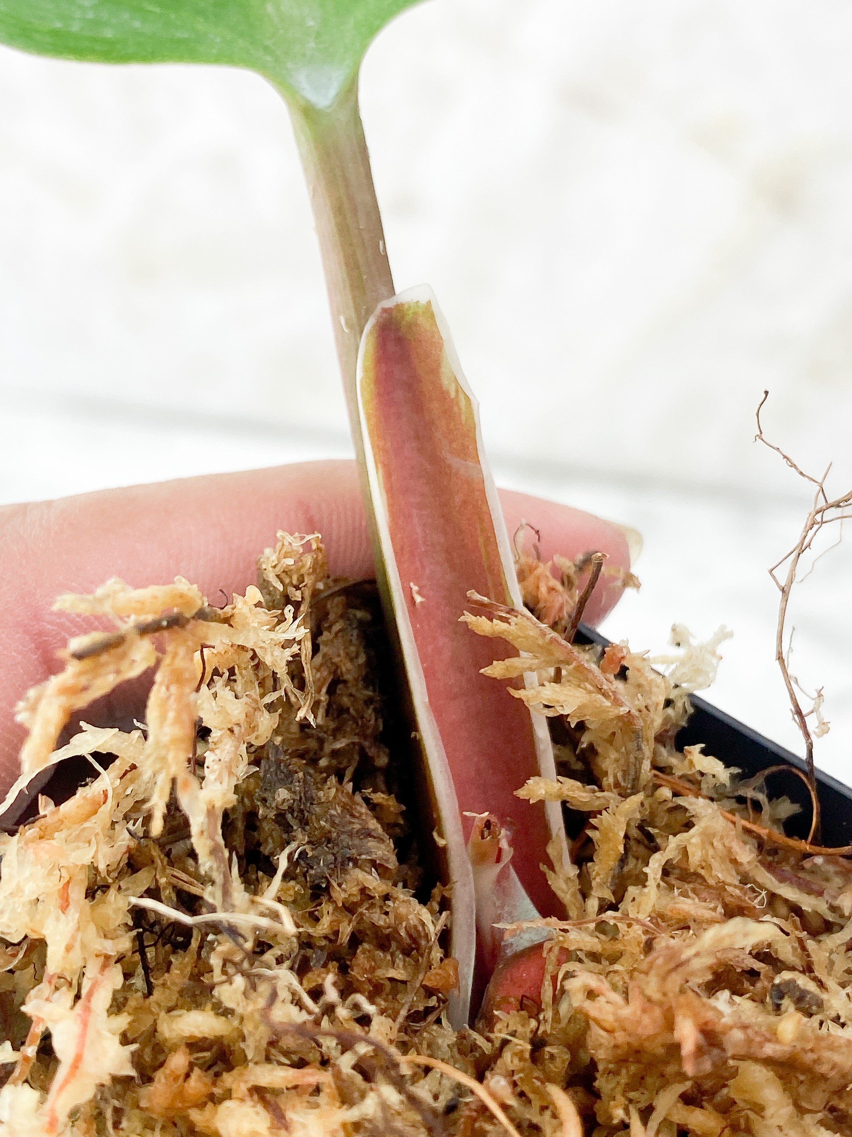 Philodendron White Knight Cutting Rooting and 1 sprout