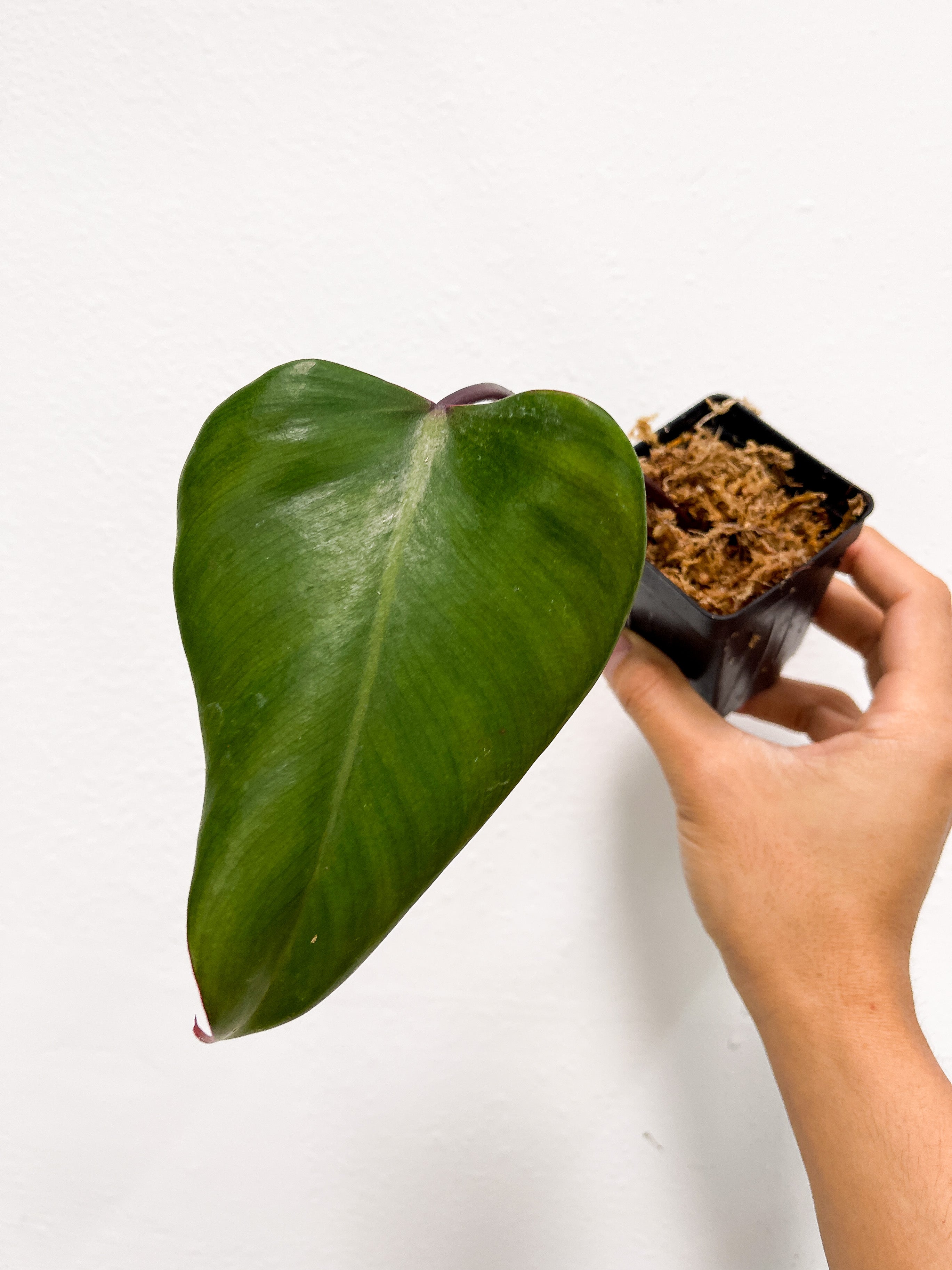 Philodendron Strawberry Shake Rooted Cutting  (First photo is the mother plant, which is not included in this sale)