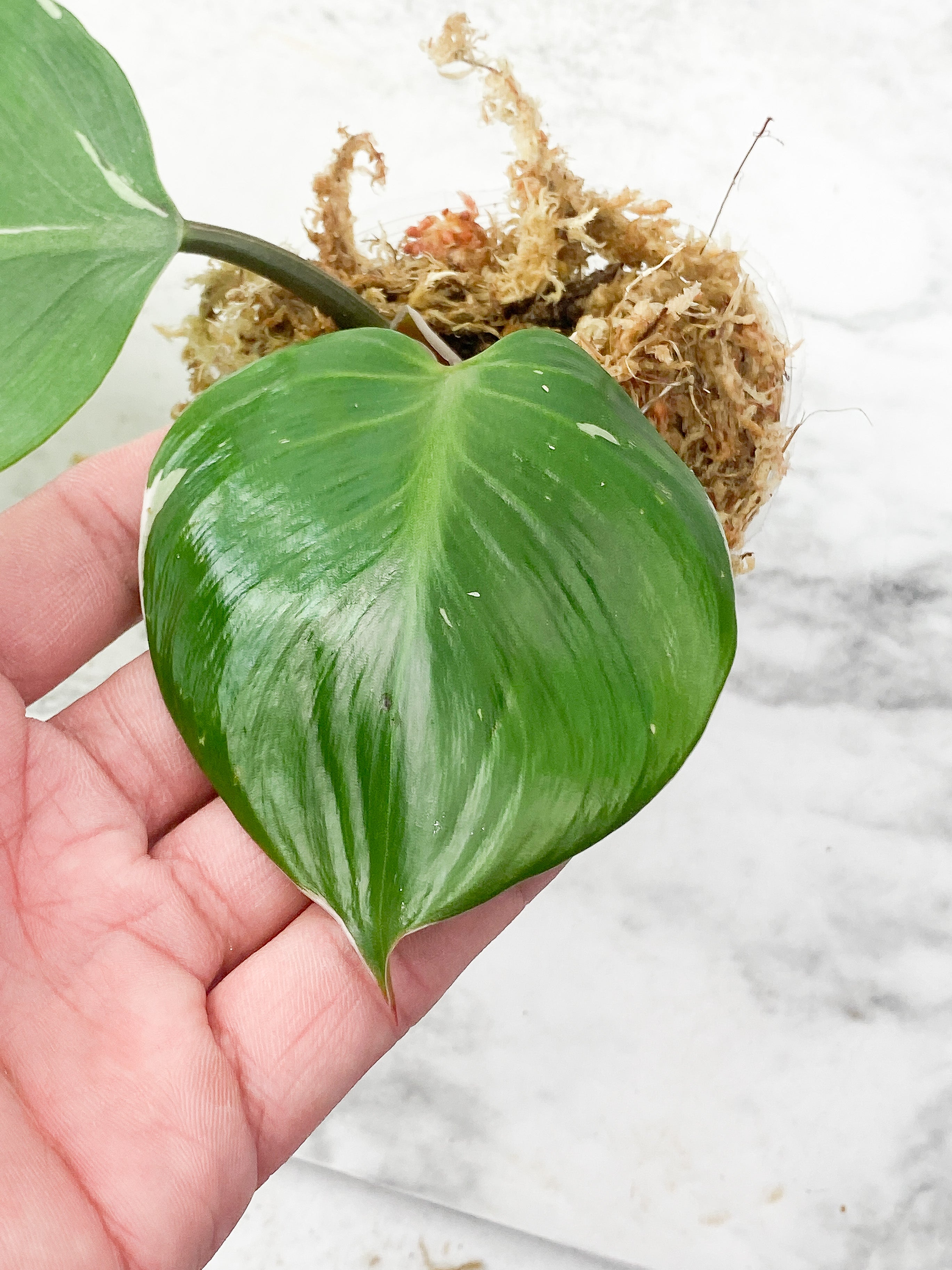 Philodendron White Knight 2 leaves Top Cutting Rooting