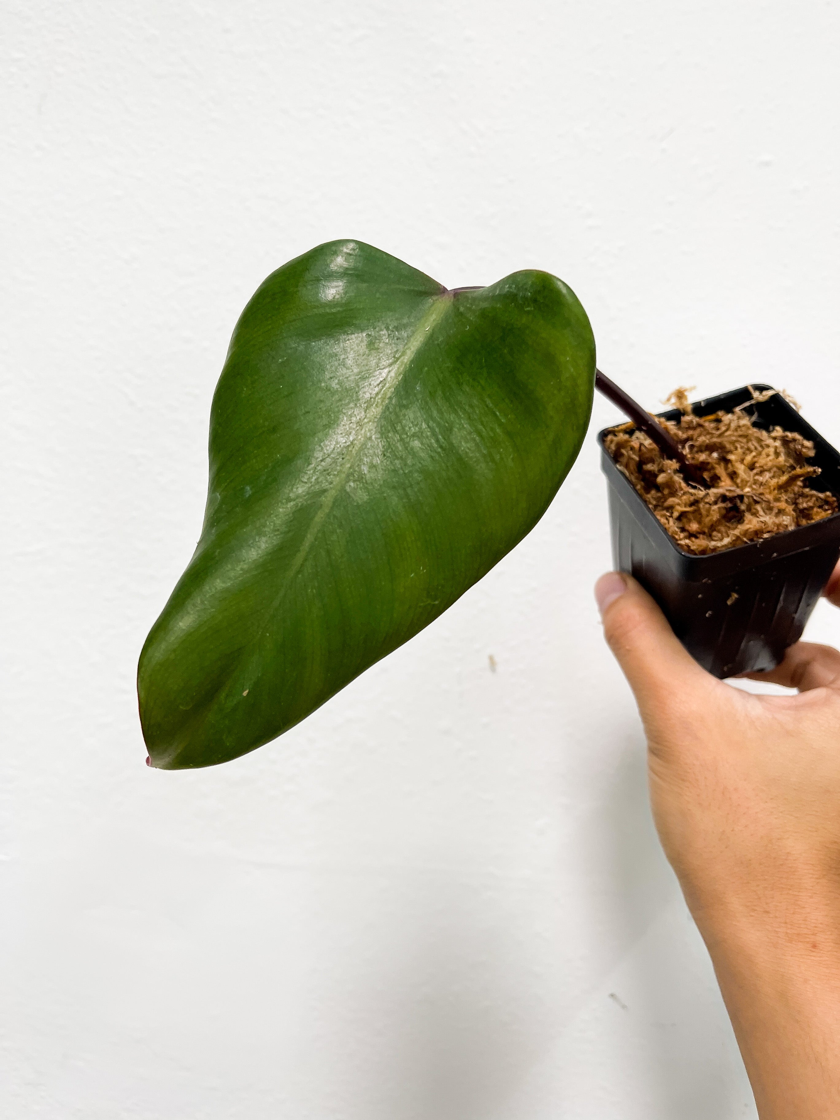 Philodendron Strawberry Shake Rooted Cutting  (First photo is the mother plant, which is not included in this sale)