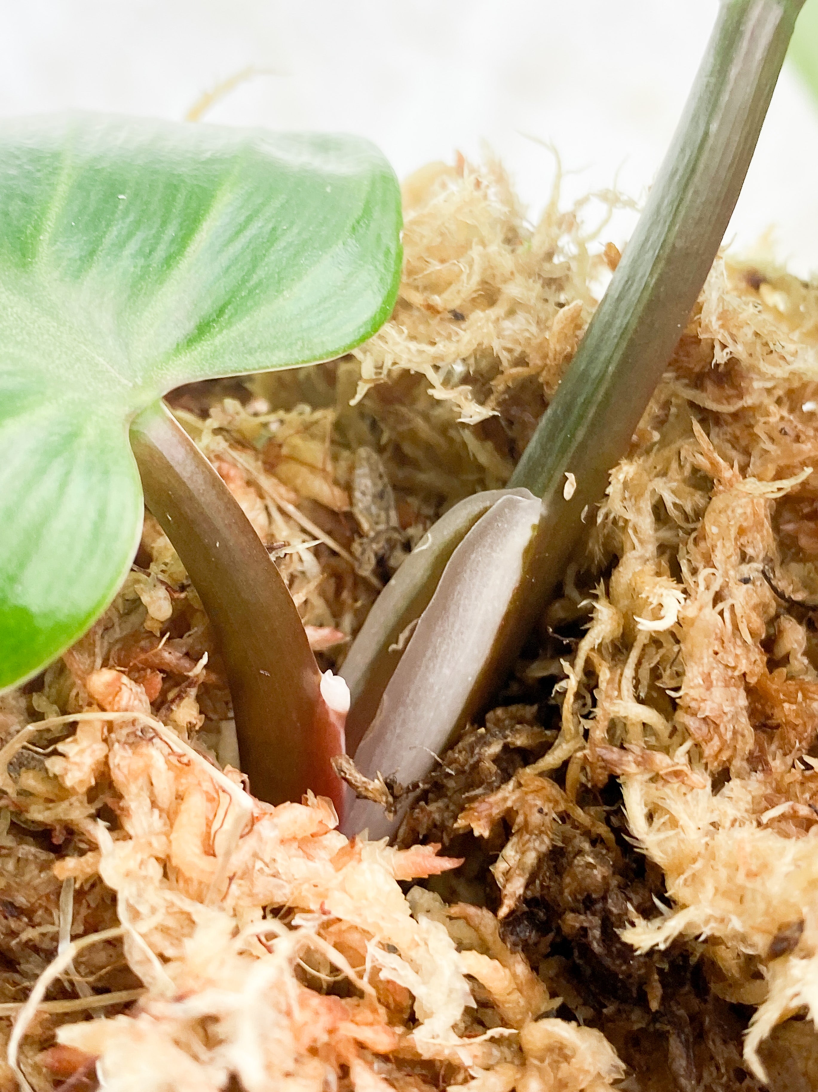 Philodendron White Knight 2 leaves Top Cutting Rooting
