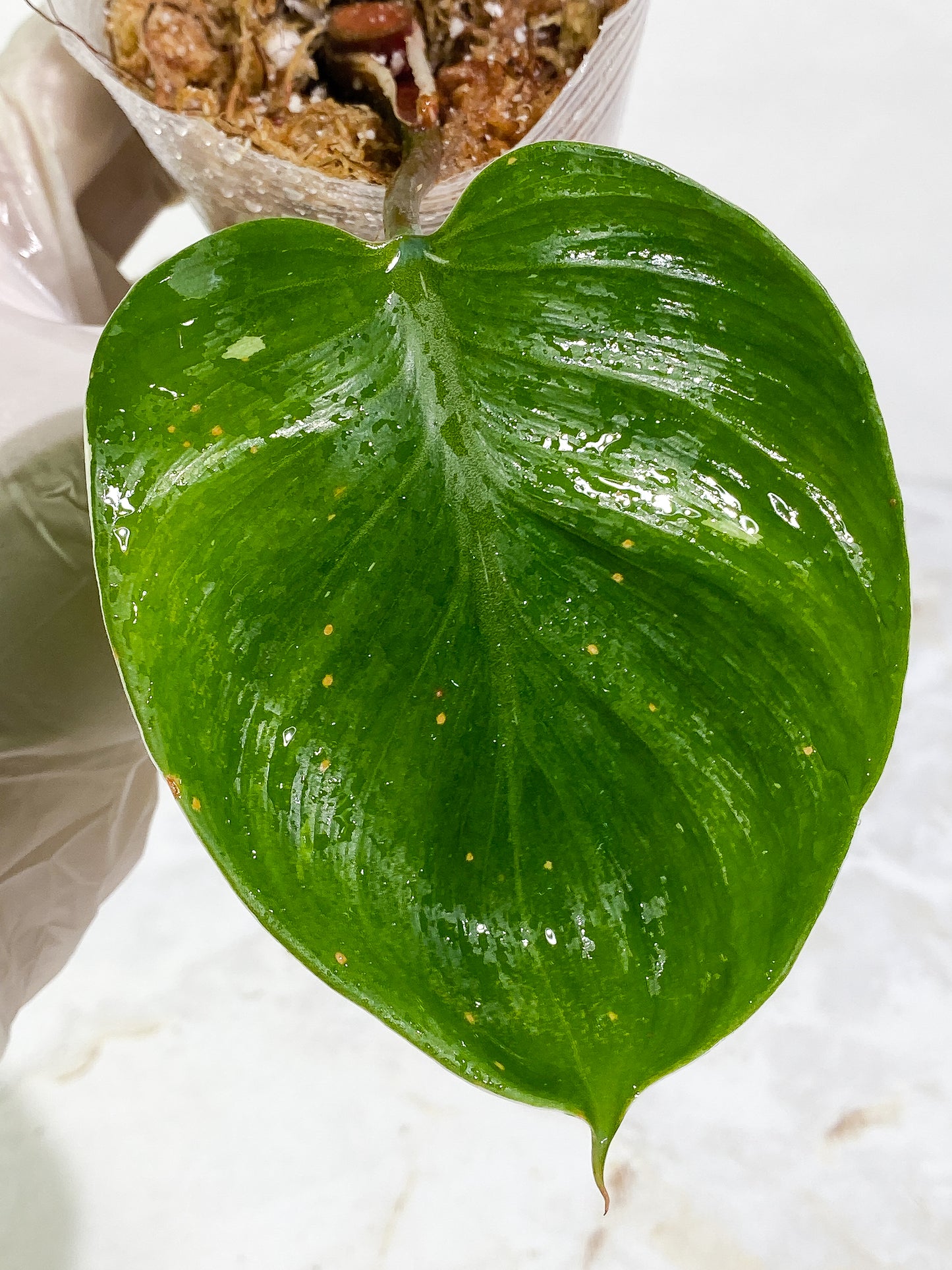 Philodendron White Knight rooting 1 leaf 1 sprout