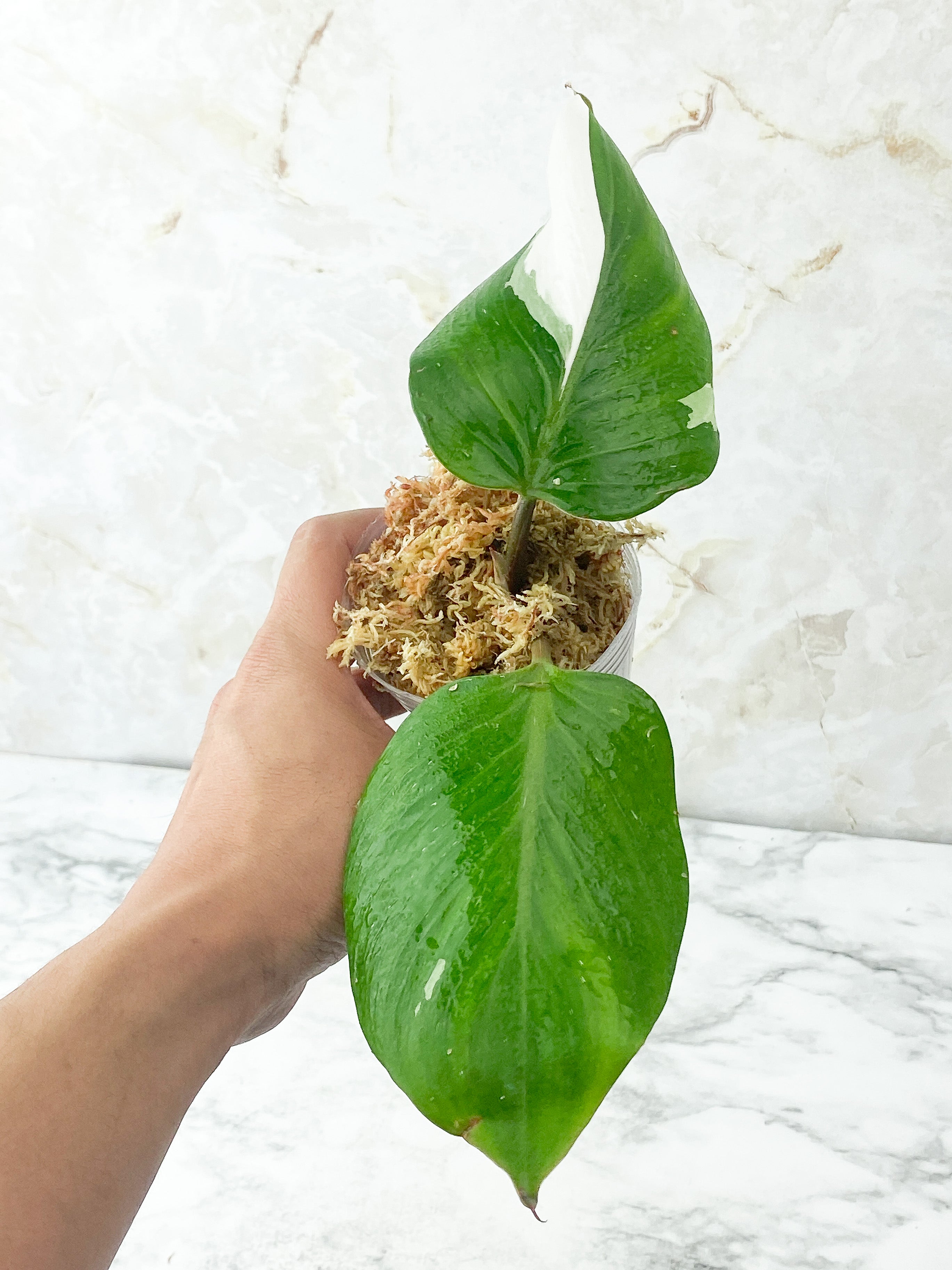 Philodendron White Knight Rooting 3 leaves Top Cutting