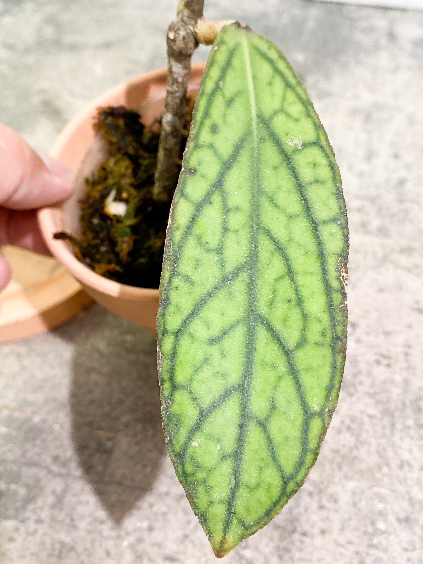 Hoya Tanggamus 2 leaves slightly rooted