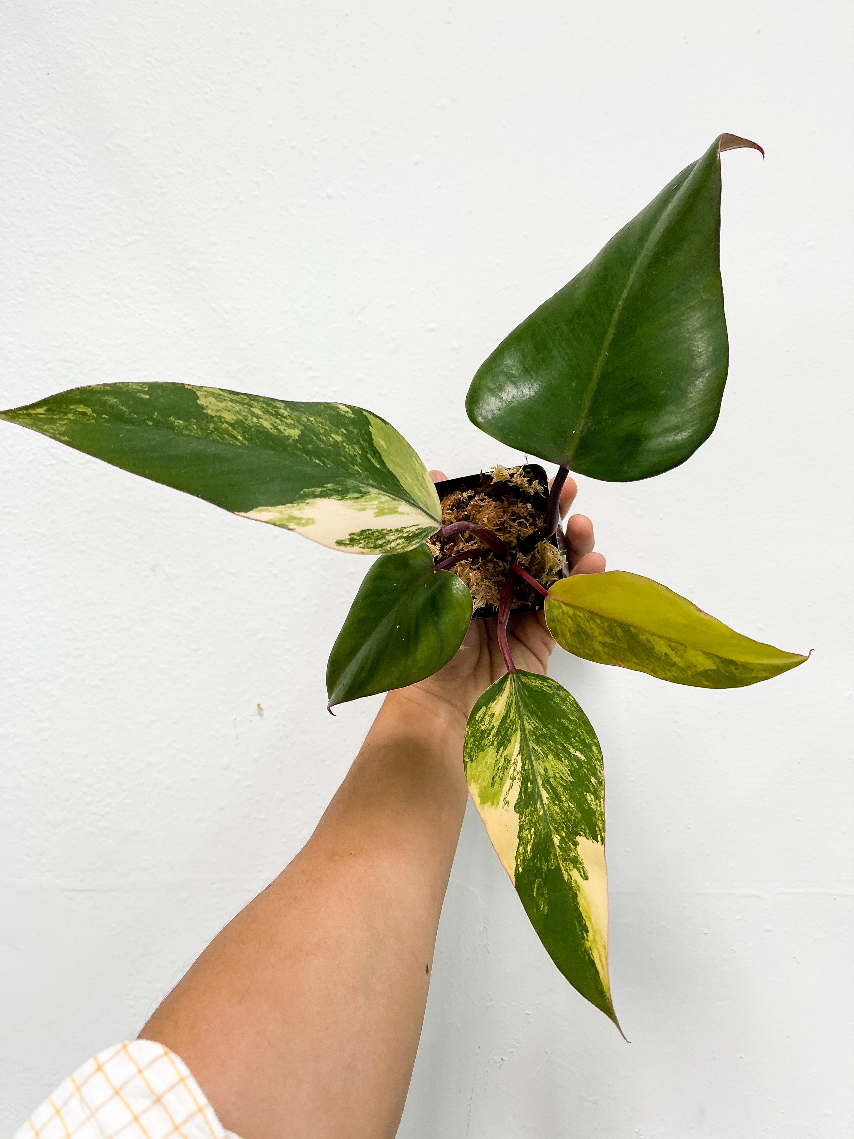 Philodendron Strawberry Shake Rooted Cutting  (First photo is the mother plant, which is not included in this sale)