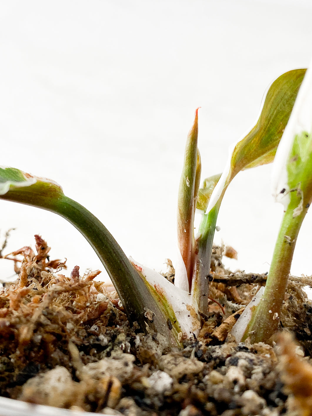Philodendron White Knight  mutated (outer variegation) Slightly Rooted  3 leaves 1 sprout +$ shipping surcharge