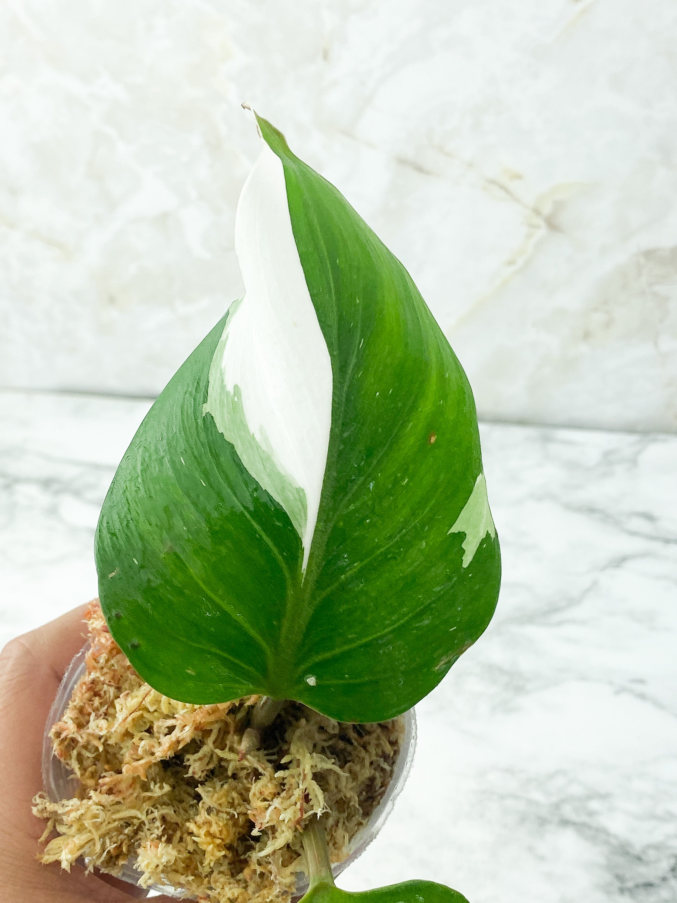 Philodendron White Knight Rooting 3 leaves Top Cutting