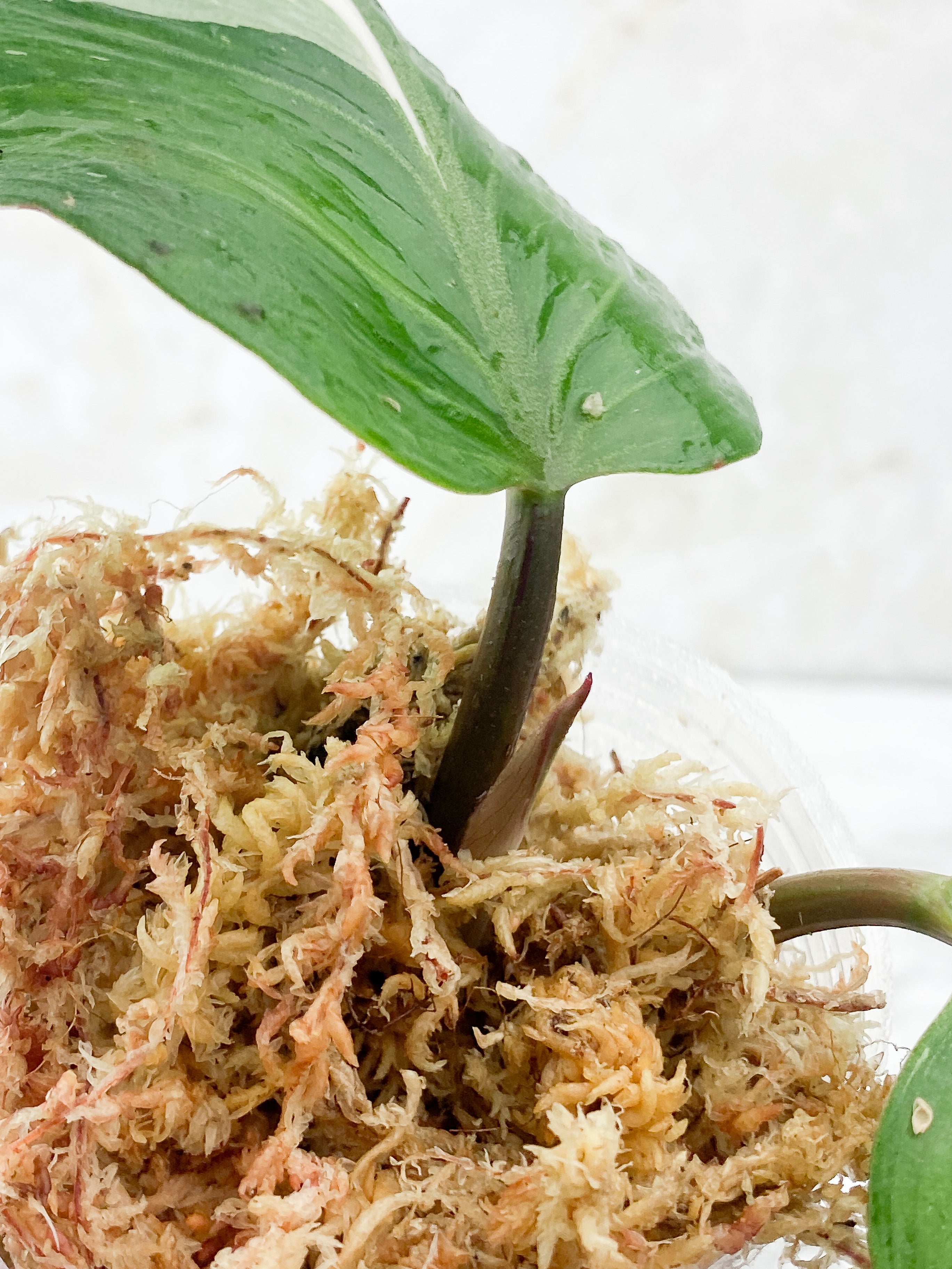 Philodendron White Knight Rooting 3 leaves Top Cutting