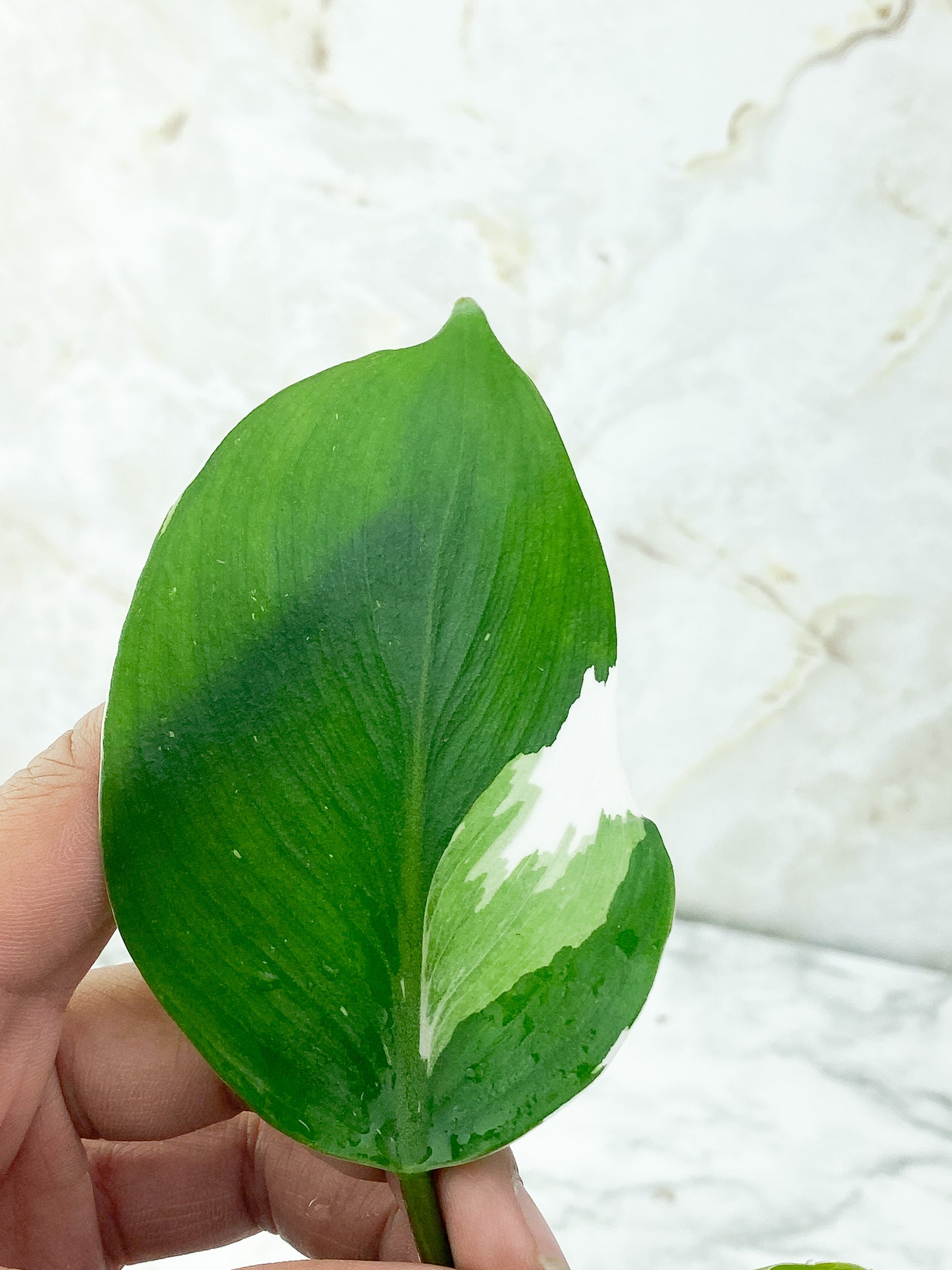 Reserved: Philodendron White Knight Top cutting Rooting