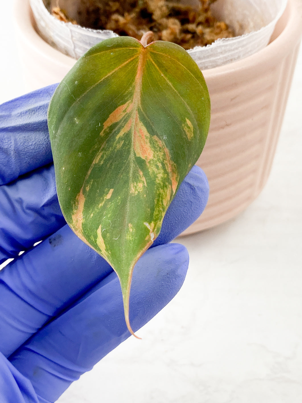 Philodendron  Micans variegated  Rooting 1 leaf