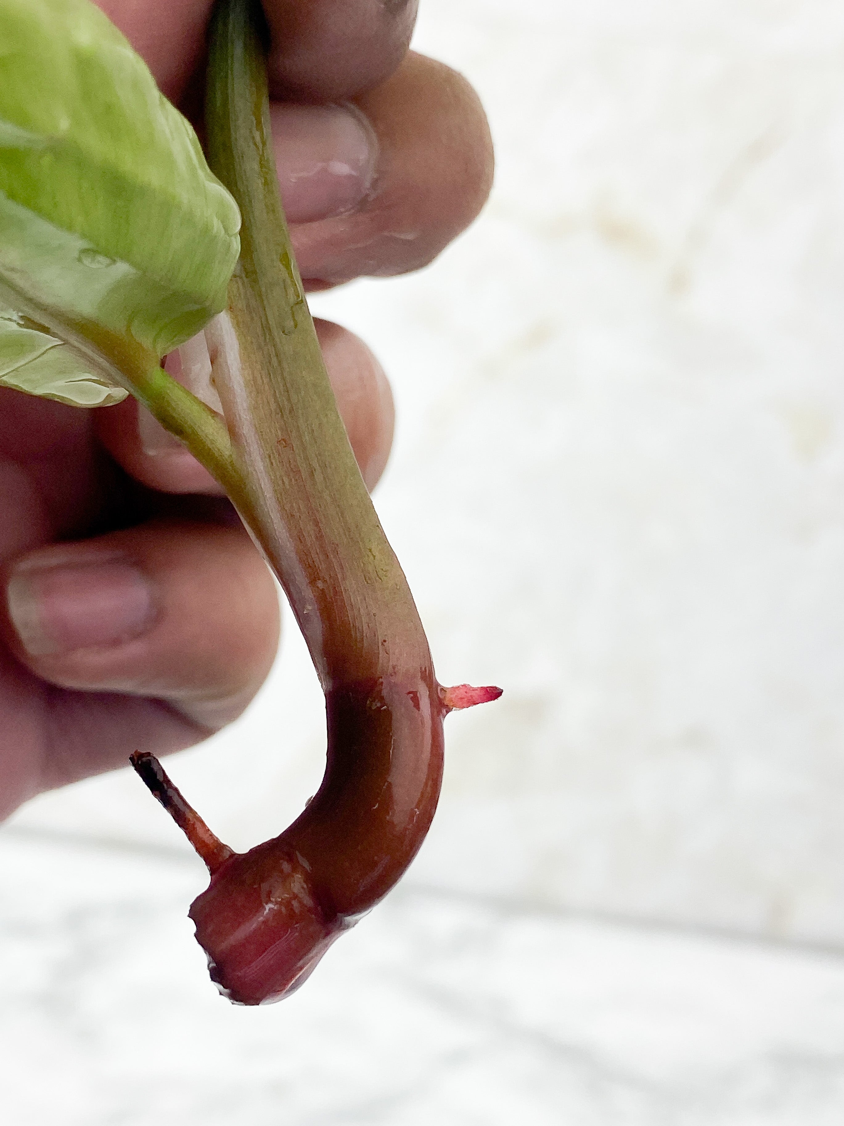 Reserved: Philodendron White Knight Top cutting Rooting