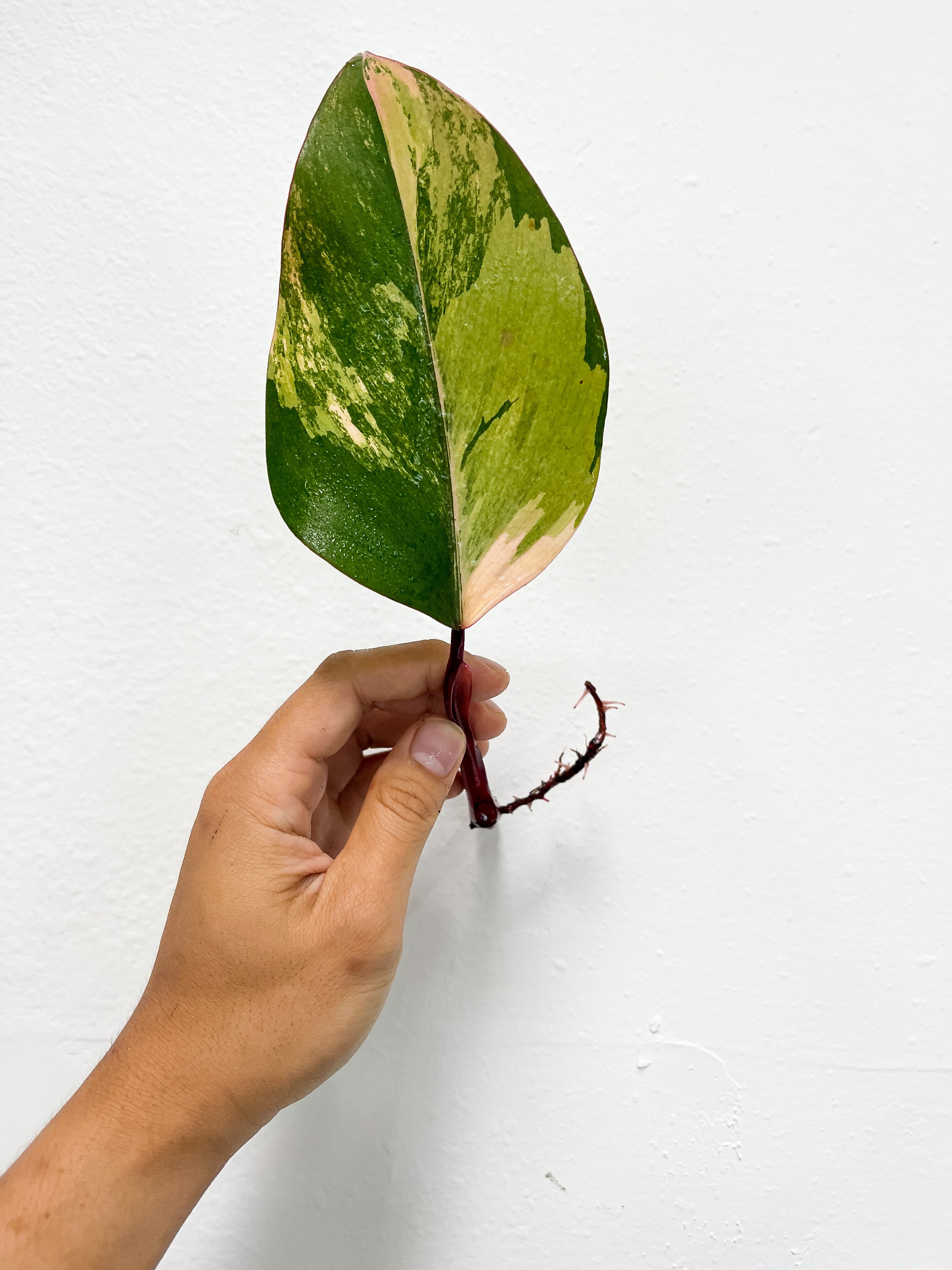 Philodendron Strawberry Shake Slightly rooted Cutting (strawberry pink variegation