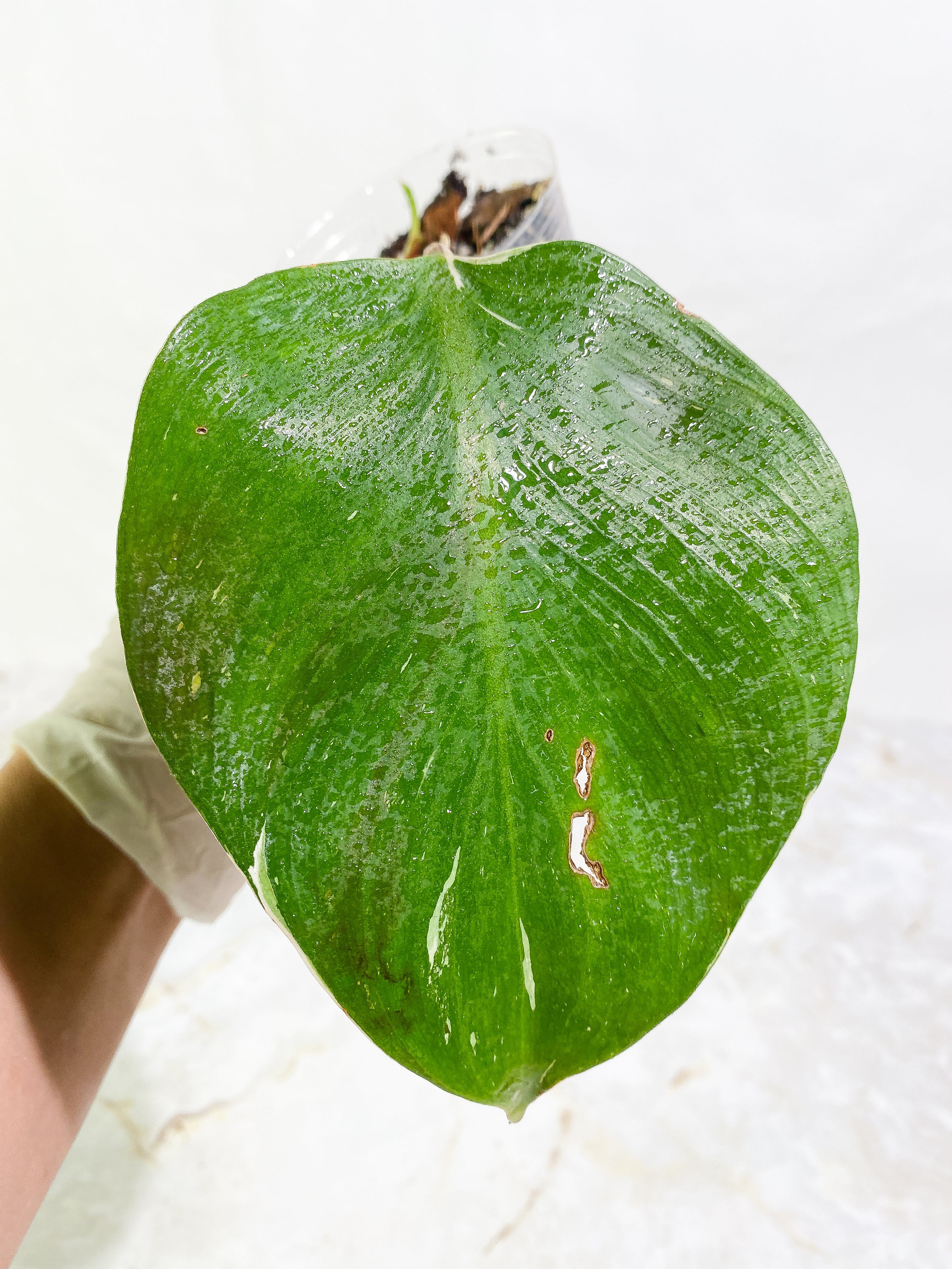 Philodendron White Knight tricolor Slightly Rooted 2 leaf 1 sprout