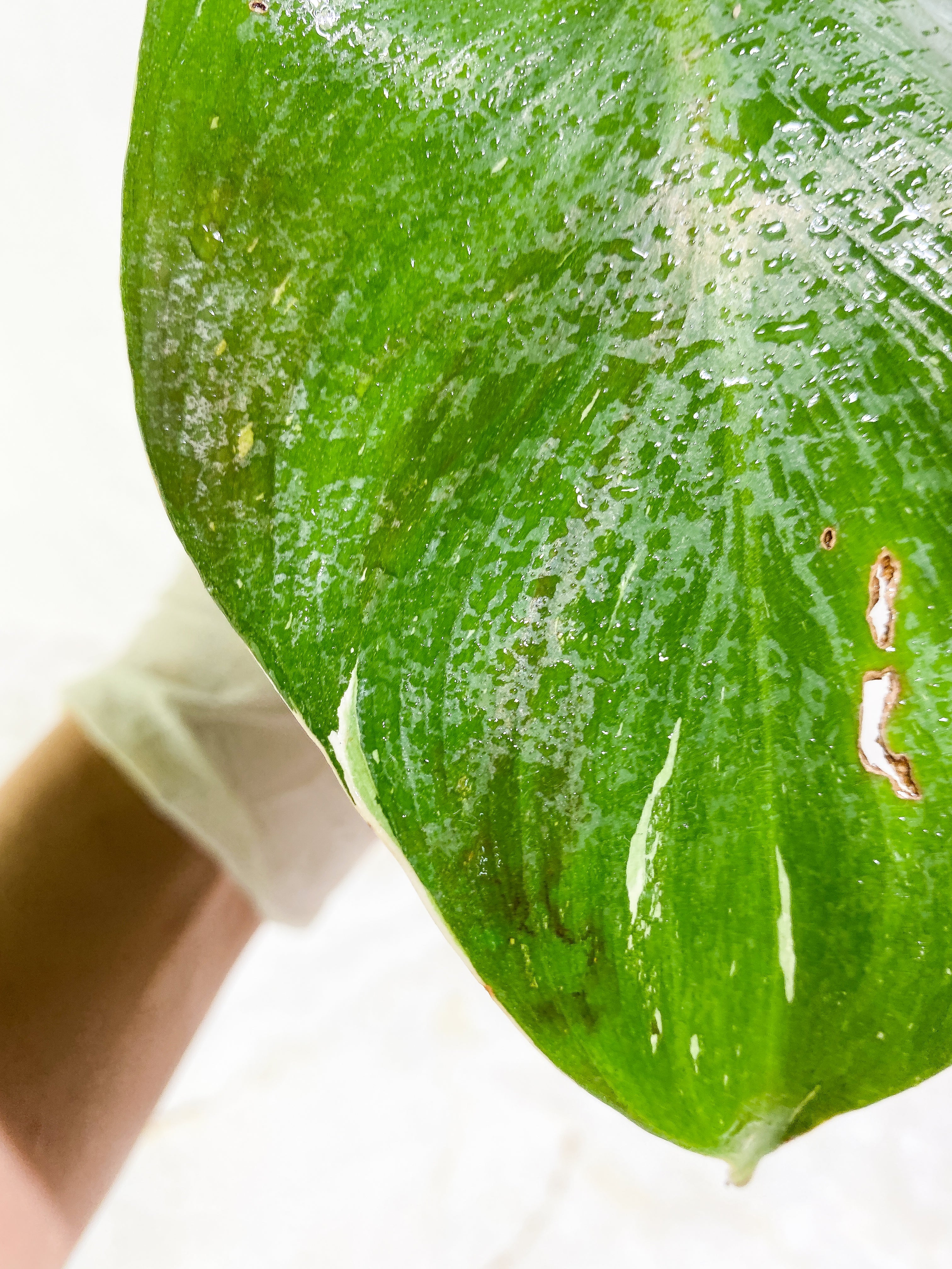 Philodendron White Knight tricolor Slightly Rooted 2 leaf 1 sprout