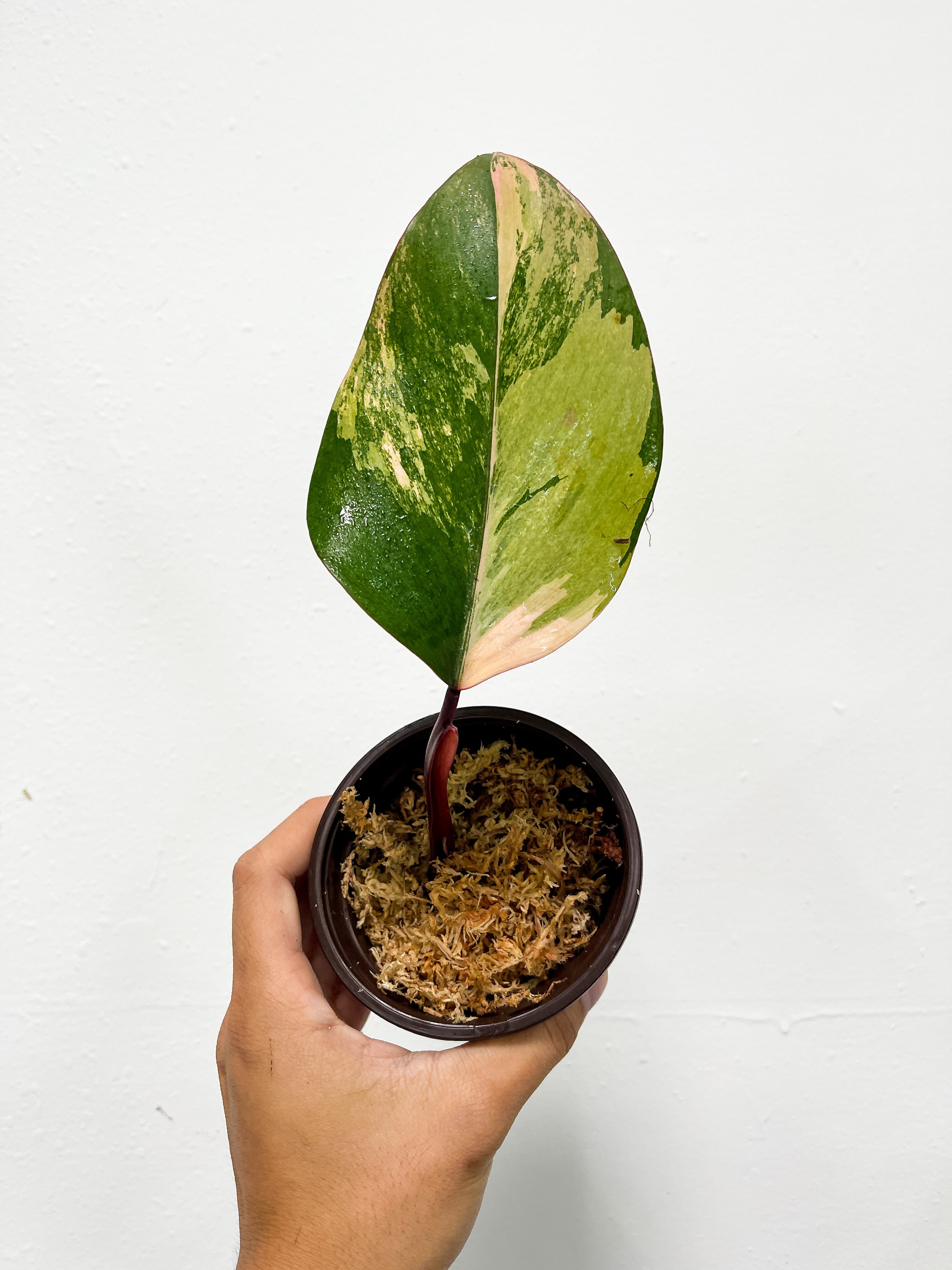 Philodendron Strawberry Shake Slightly rooted Cutting (strawberry pink variegation