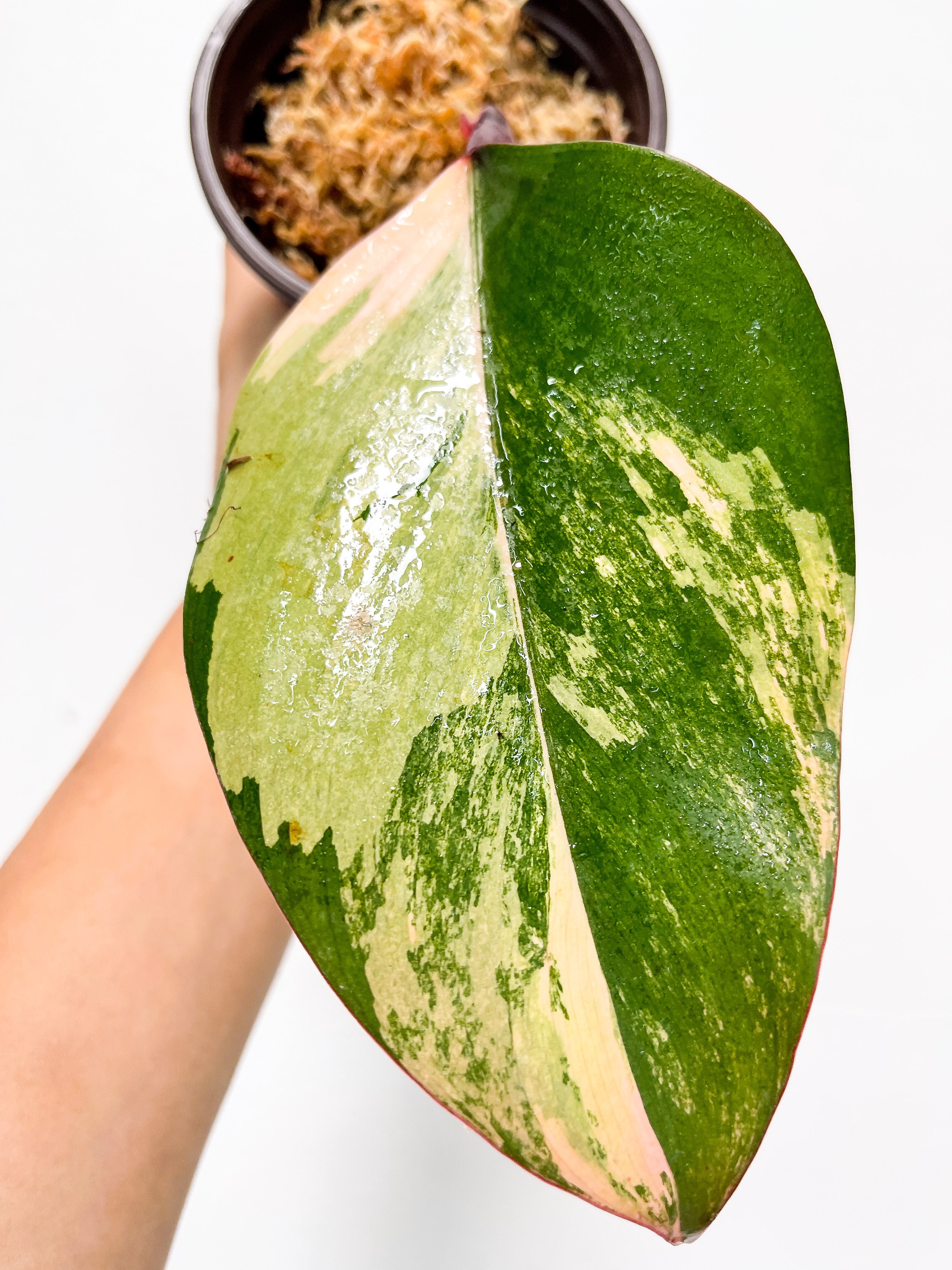 Philodendron Strawberry Shake Slightly rooted Cutting (strawberry pink variegation