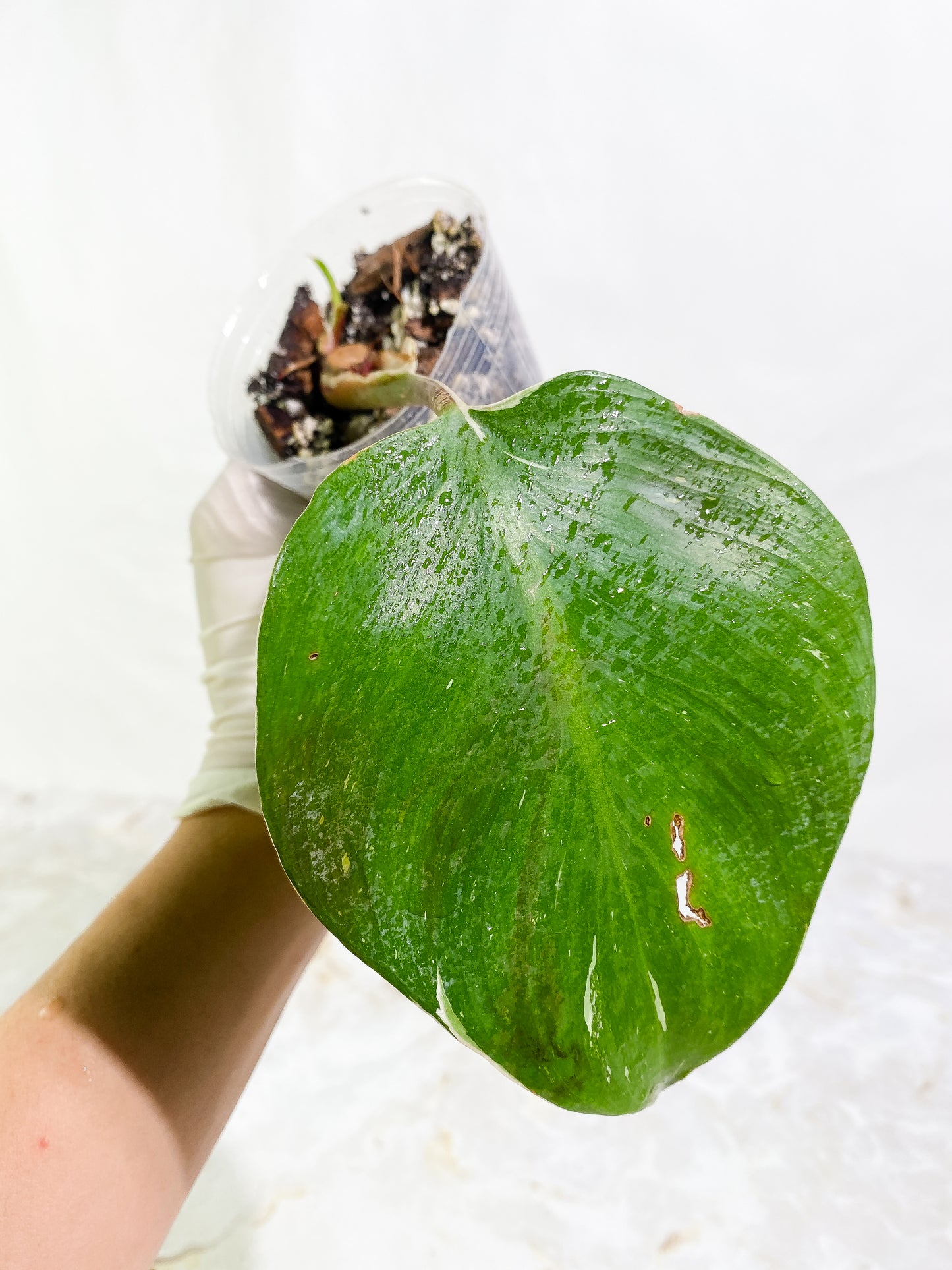 Philodendron White Knight tricolor Slightly Rooted 2 leaf 1 sprout