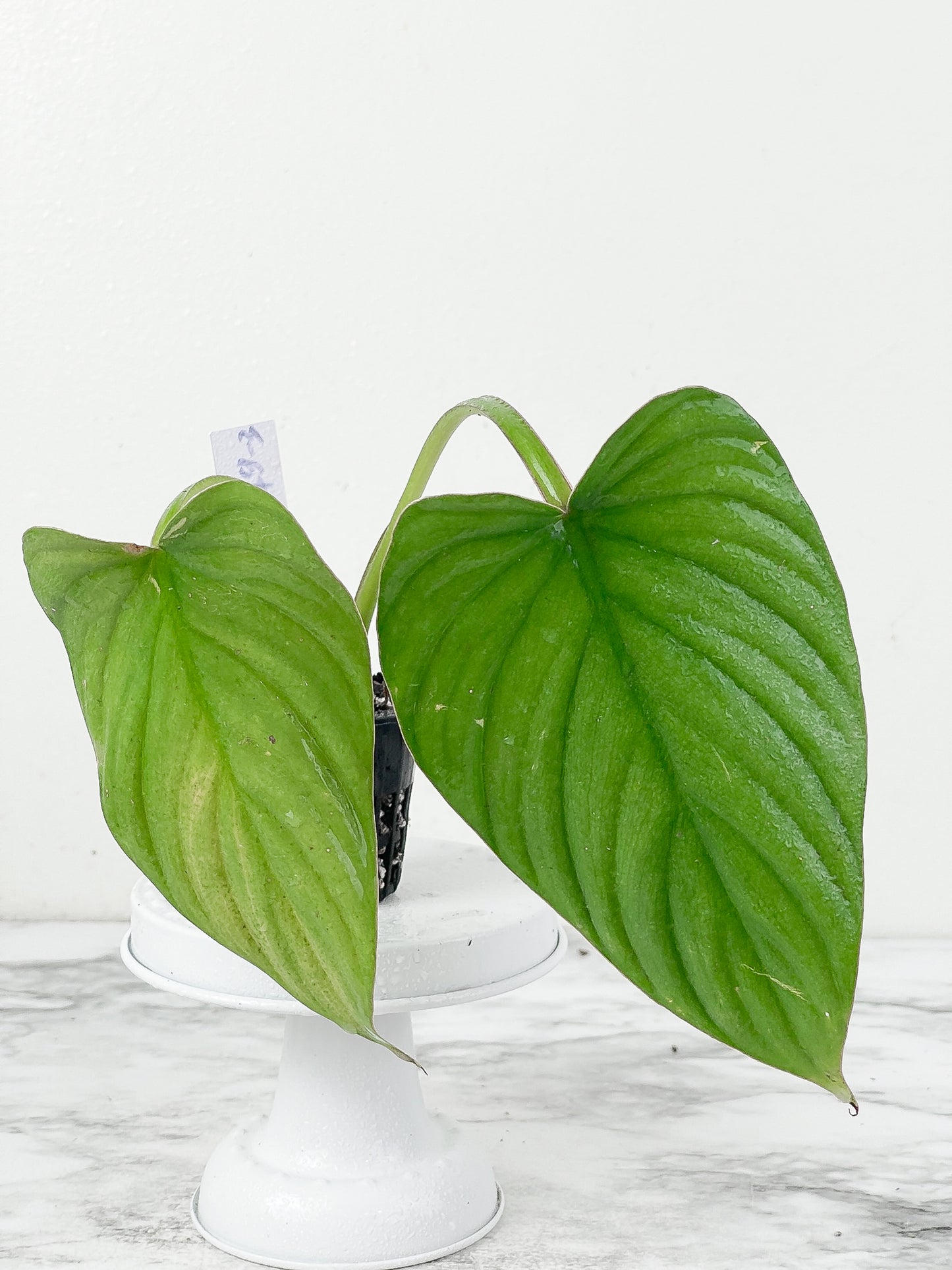 Philodendron plowmanii slightly  rooted cutting 2 leaves