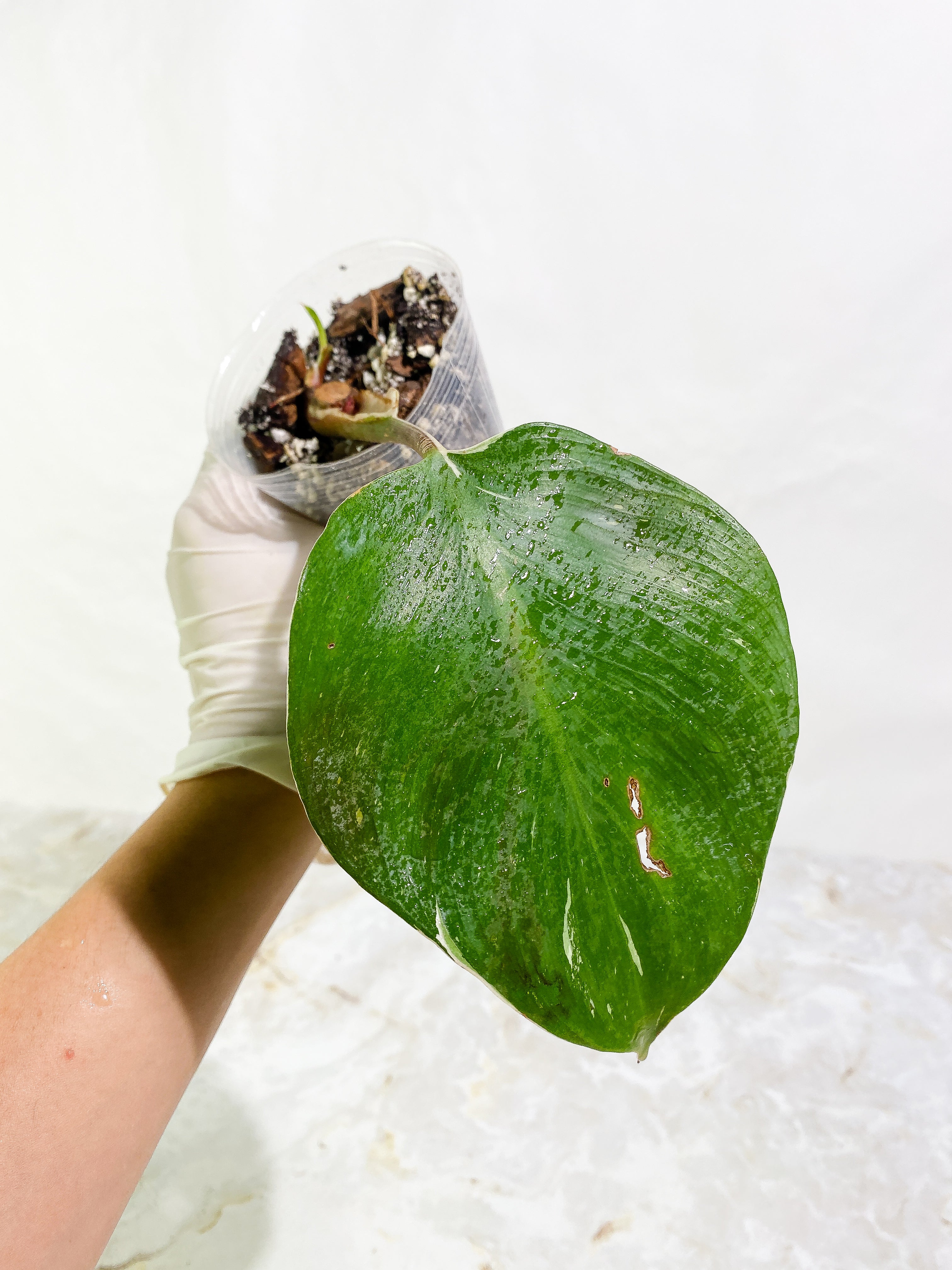 Philodendron White Knight tricolor Slightly Rooted 2 leaf 1 sprout