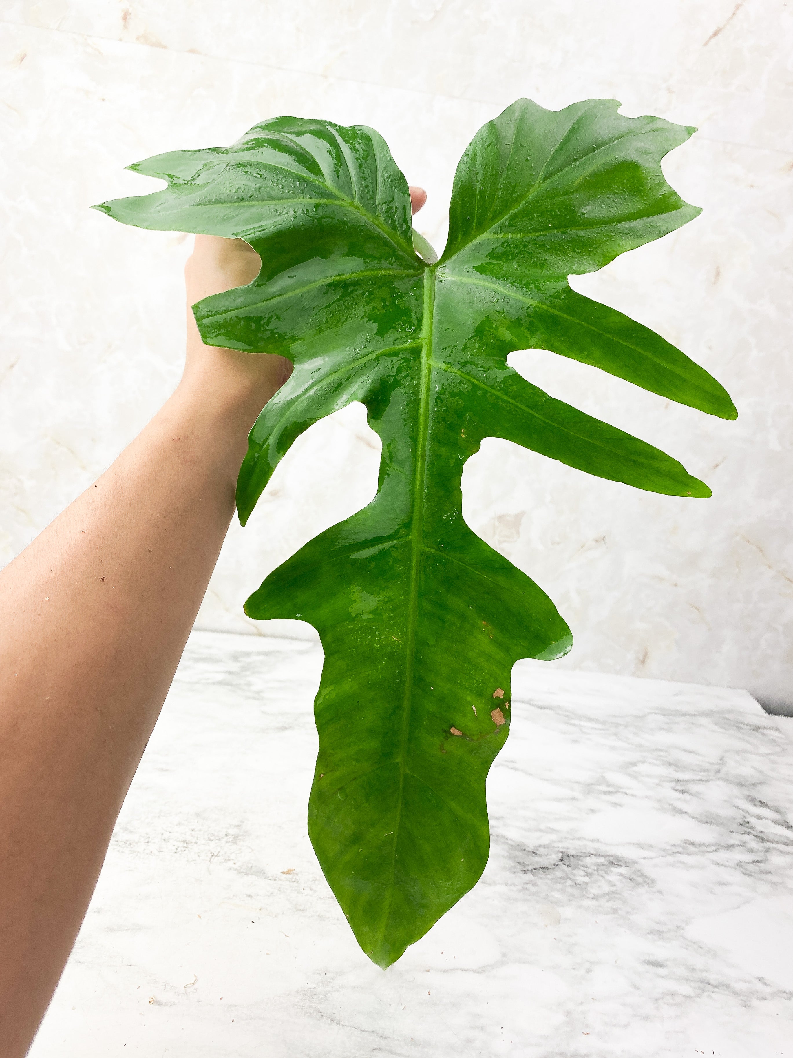 Philodendron Golden Dragon Rooting in Soil. Big Leaf