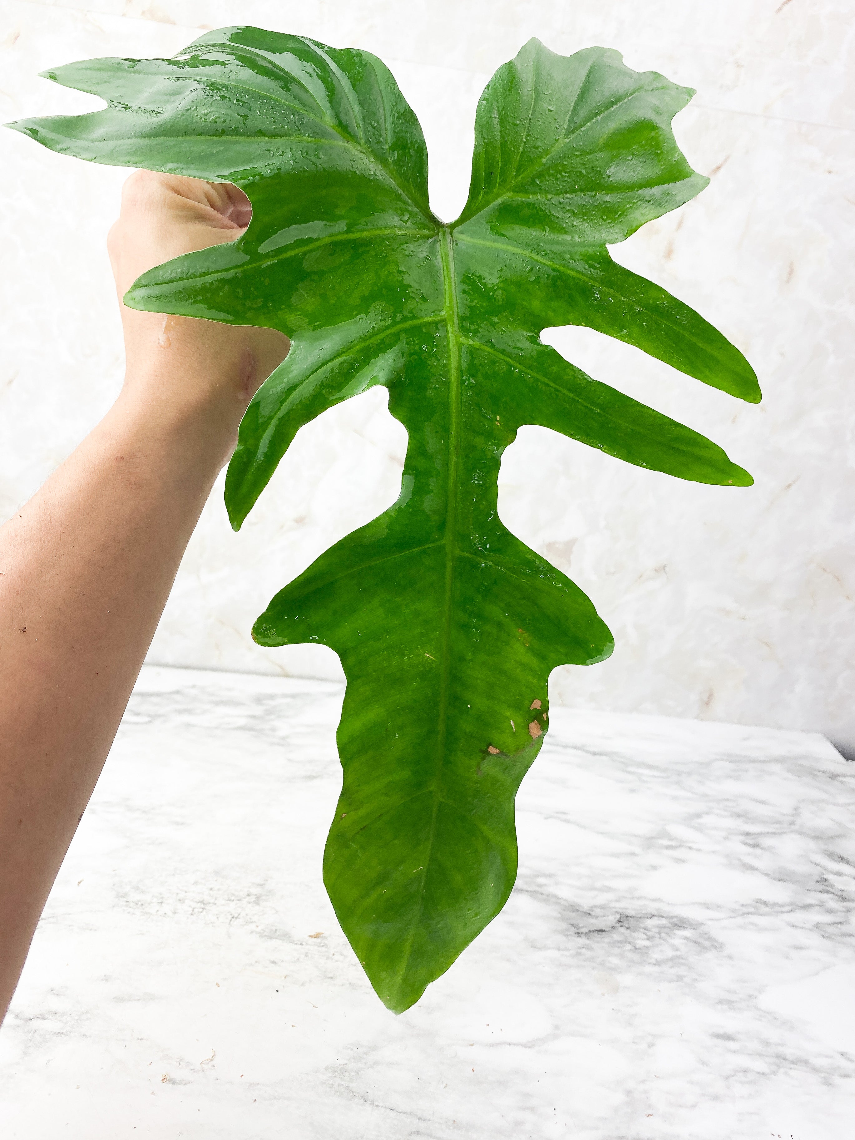 Philodendron Golden Dragon Rooting in Soil. Big Leaf