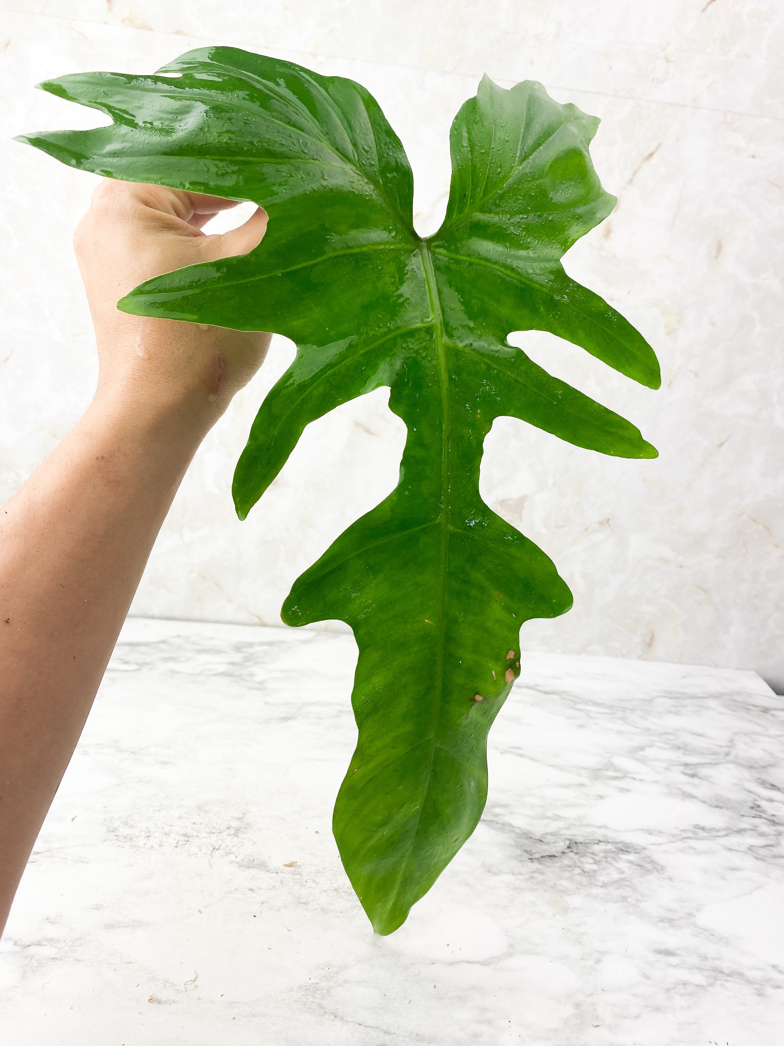 Philodendron Golden Dragon Rooting in Soil. Big Leaf