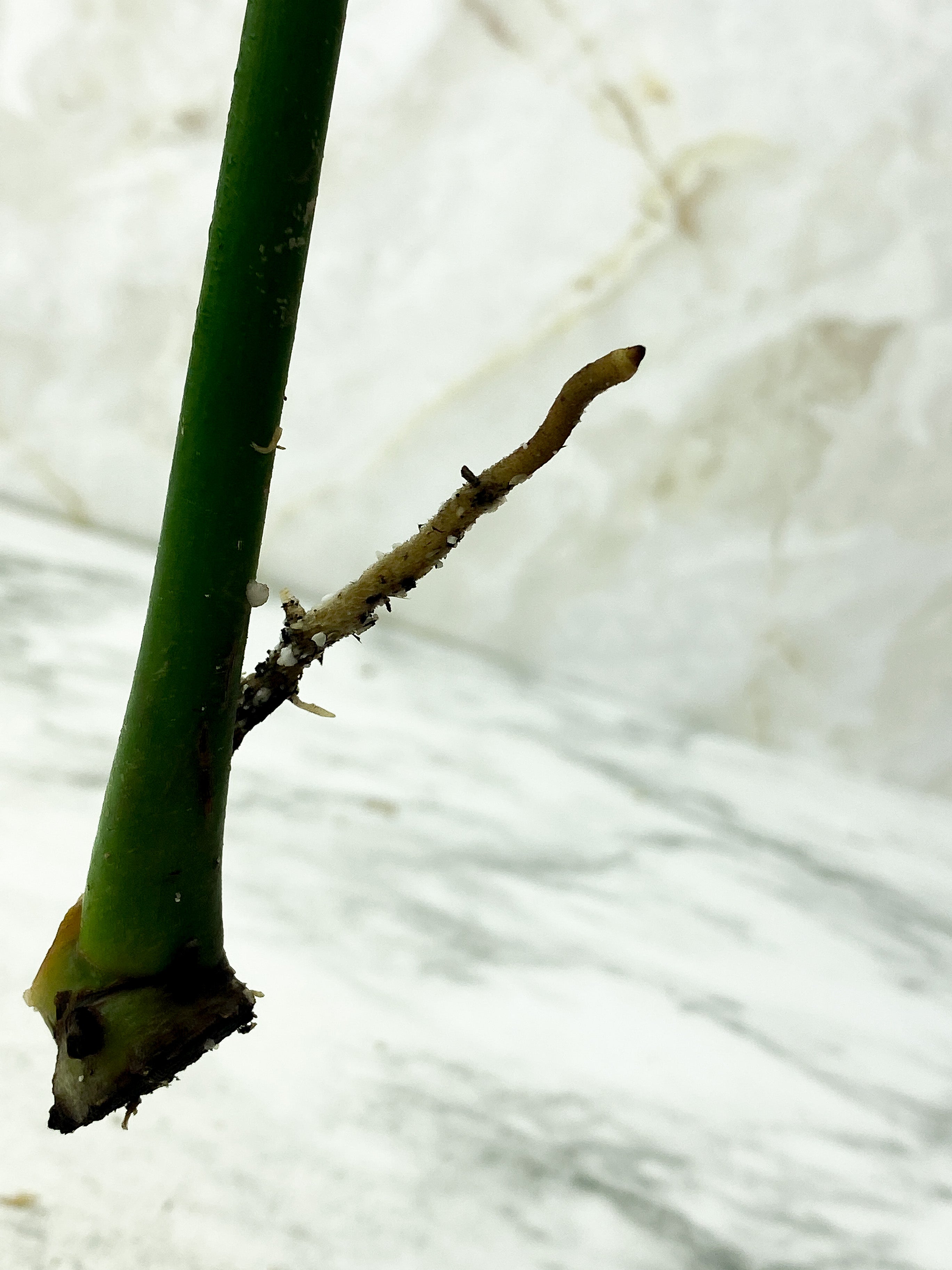 Philodendron Golden Dragon Rooting in Soil. Big Leaf