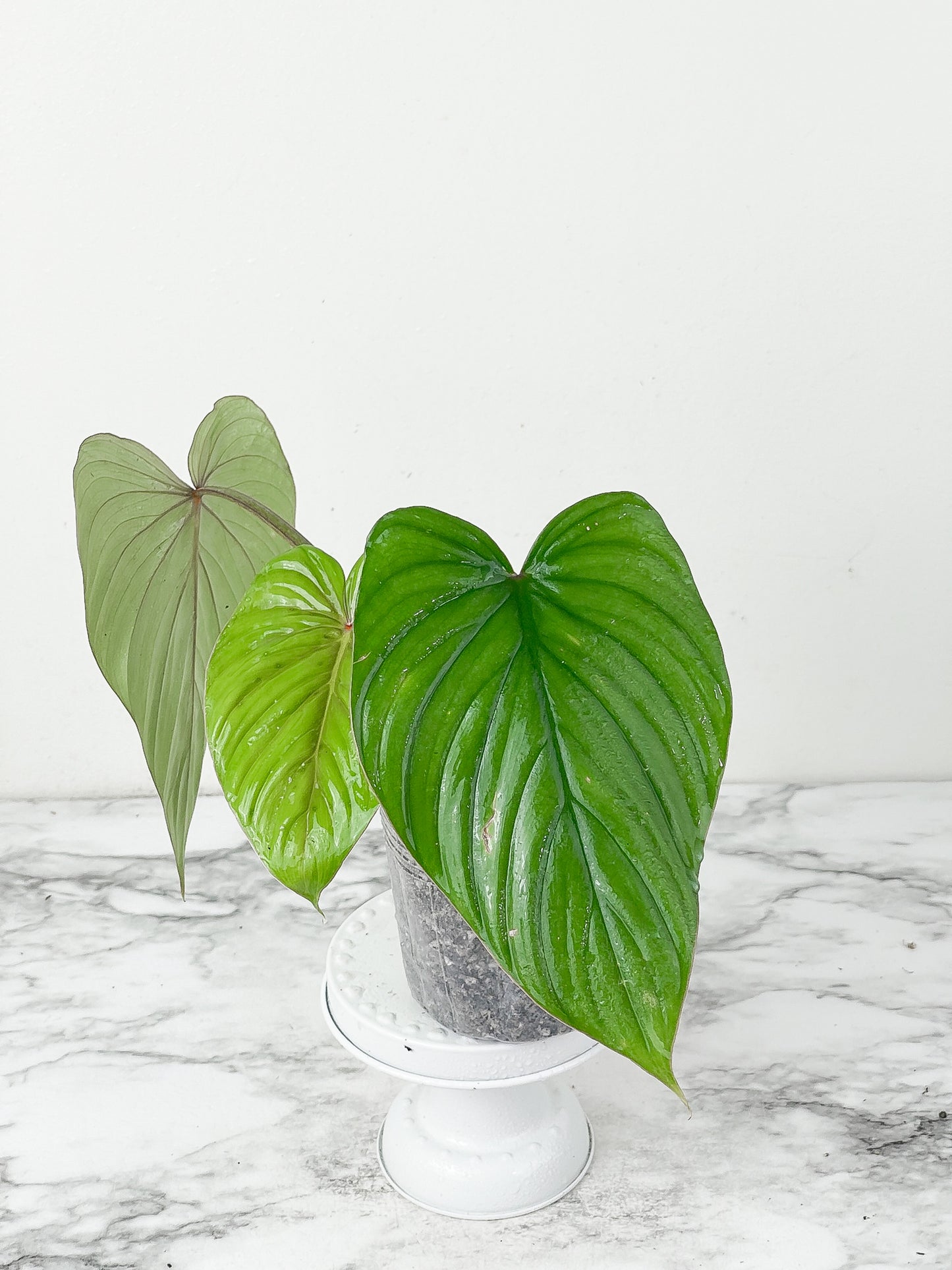 Philodendron plowmanii slightly  rooted cutting 3 leaves