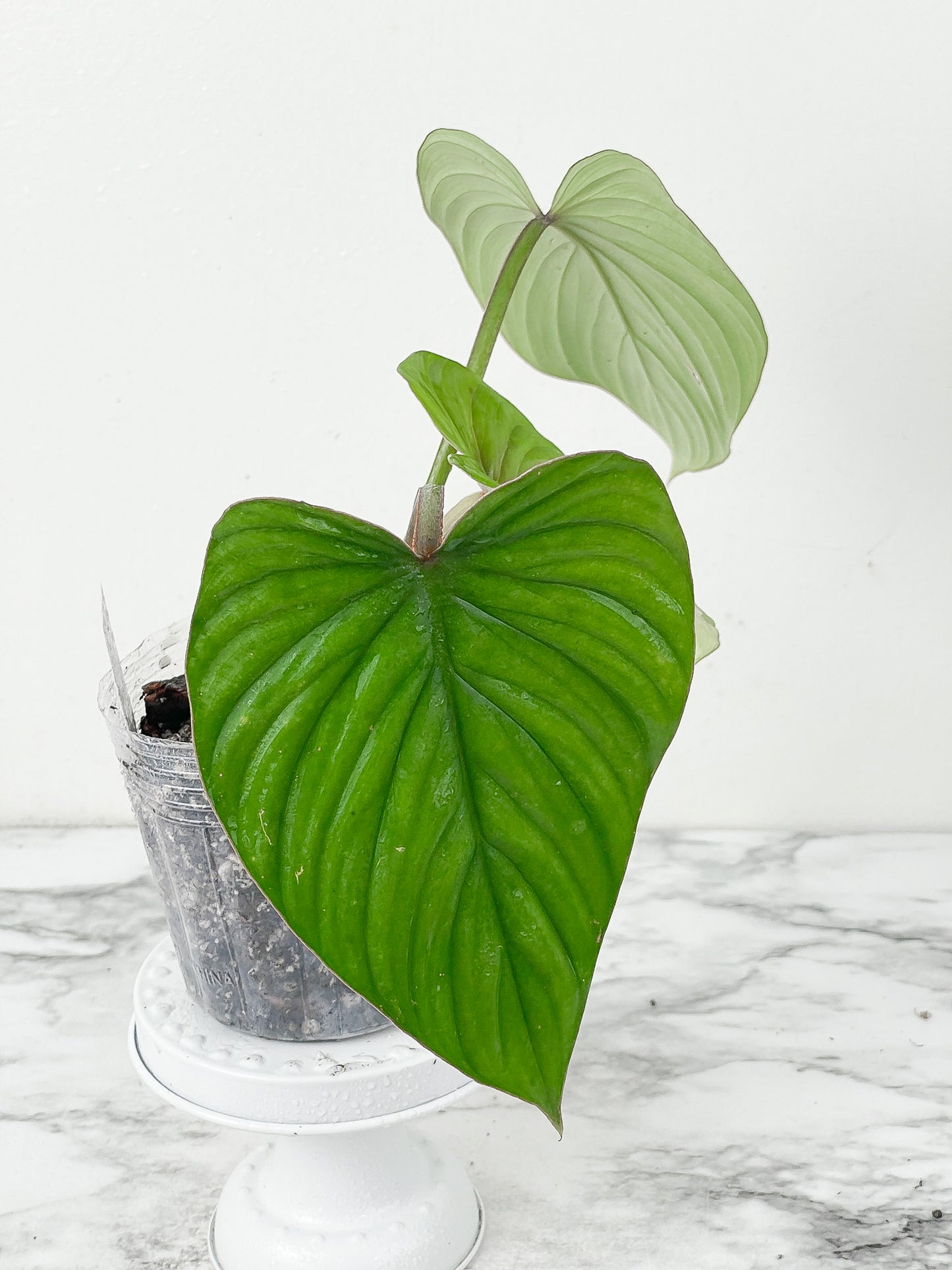 Philodendron plowmanii slightly  rooted cutting 3 leaves