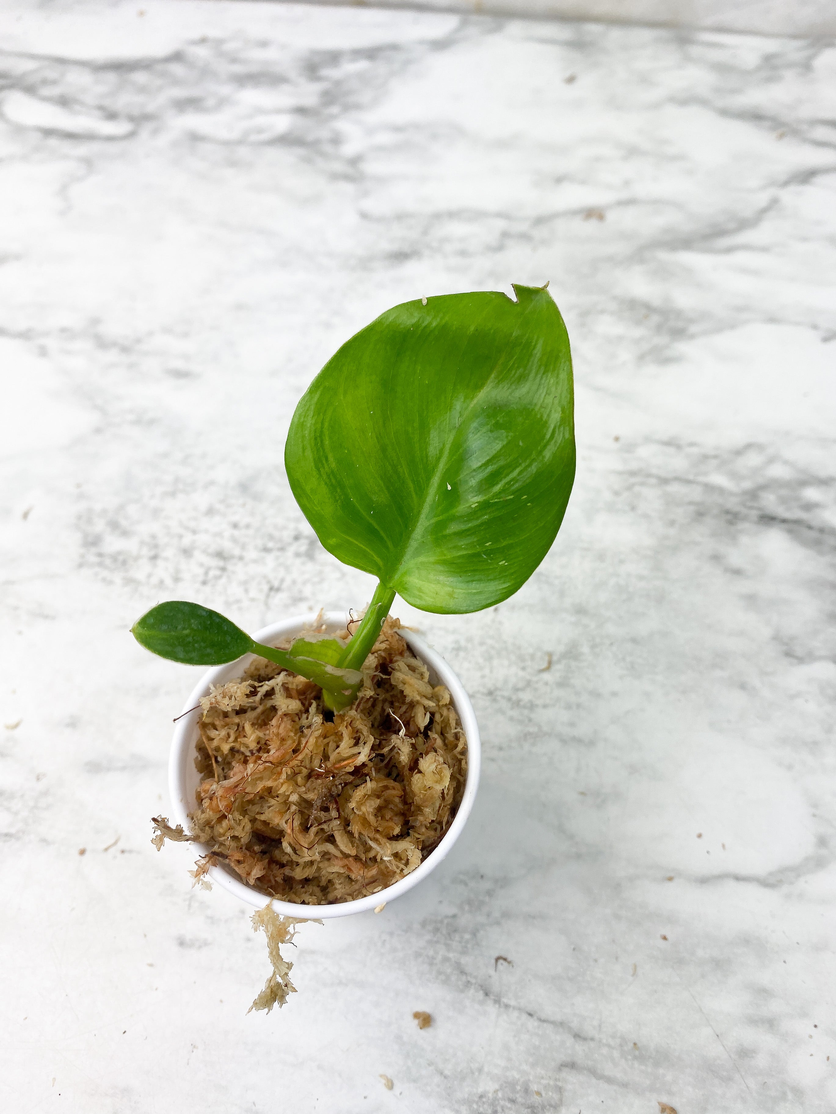 Reserved: Philodendron White Wizard Rooting