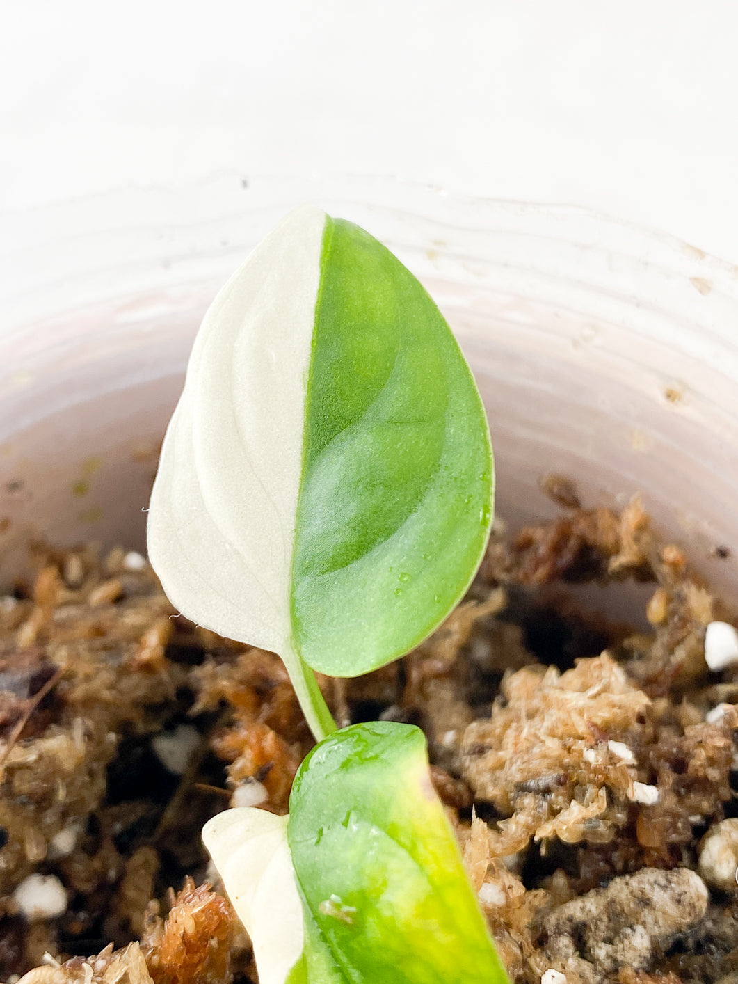 Monstera adansonii albo variegated  Rooted 2 leaves